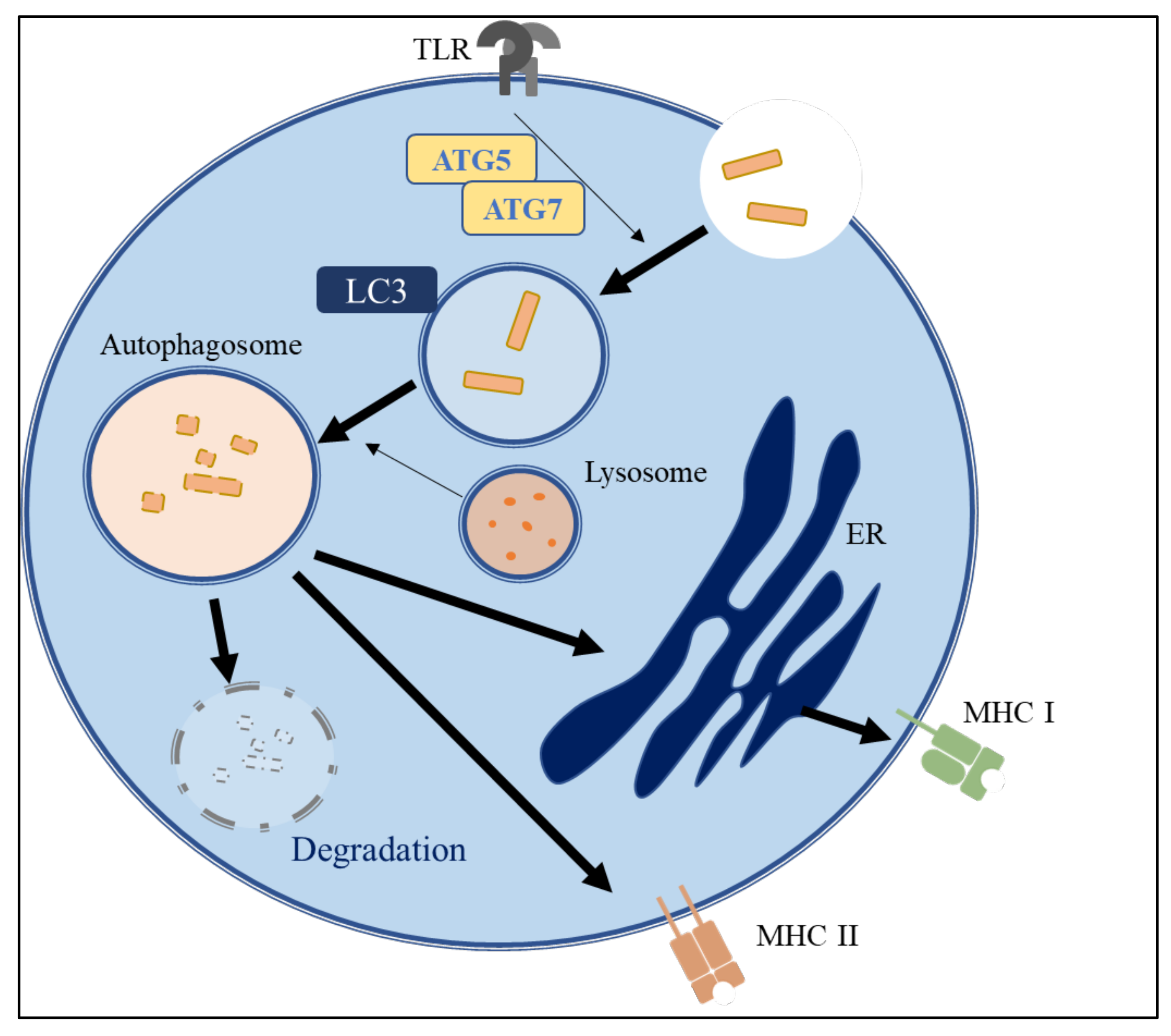 Molecules 26 04954 g004