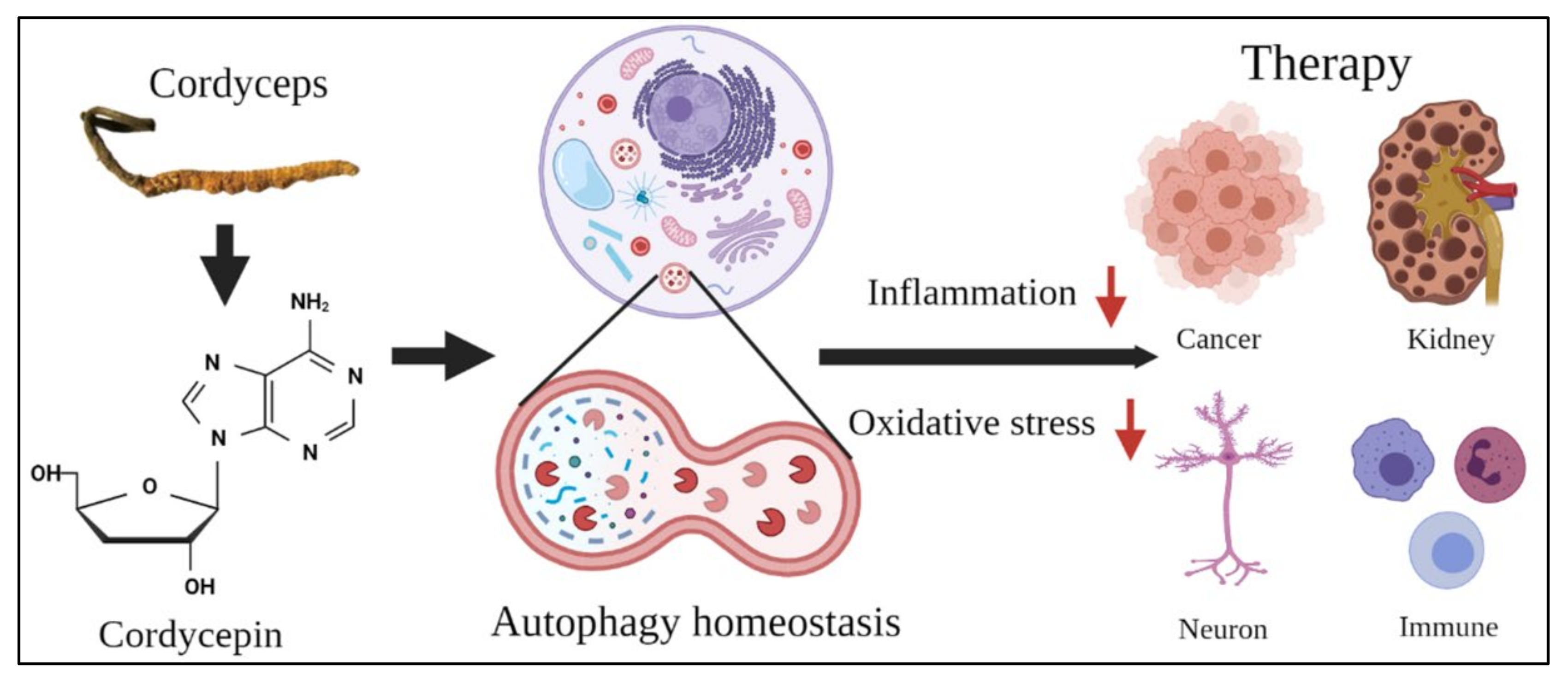 Molecules 26 04954 g005