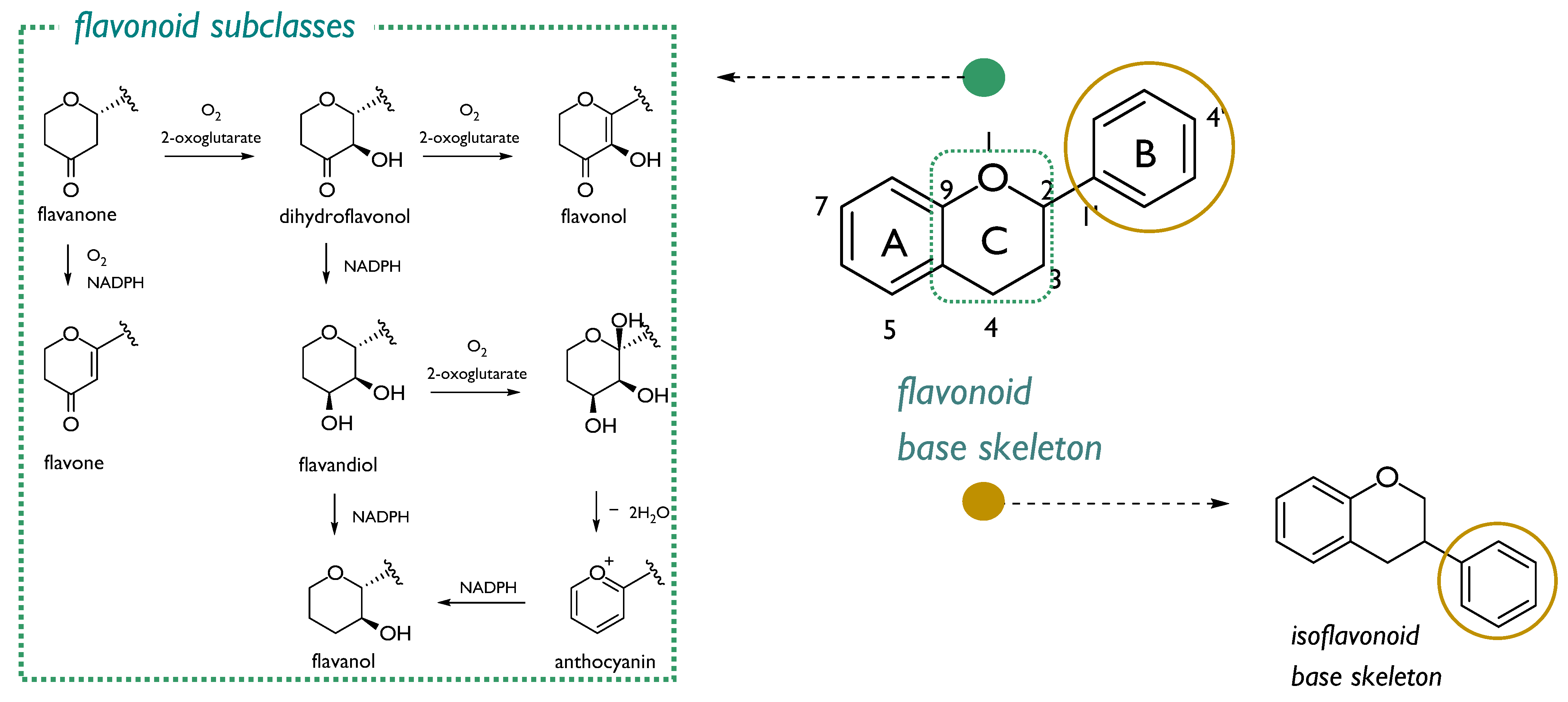Molecules 26 04969 g003