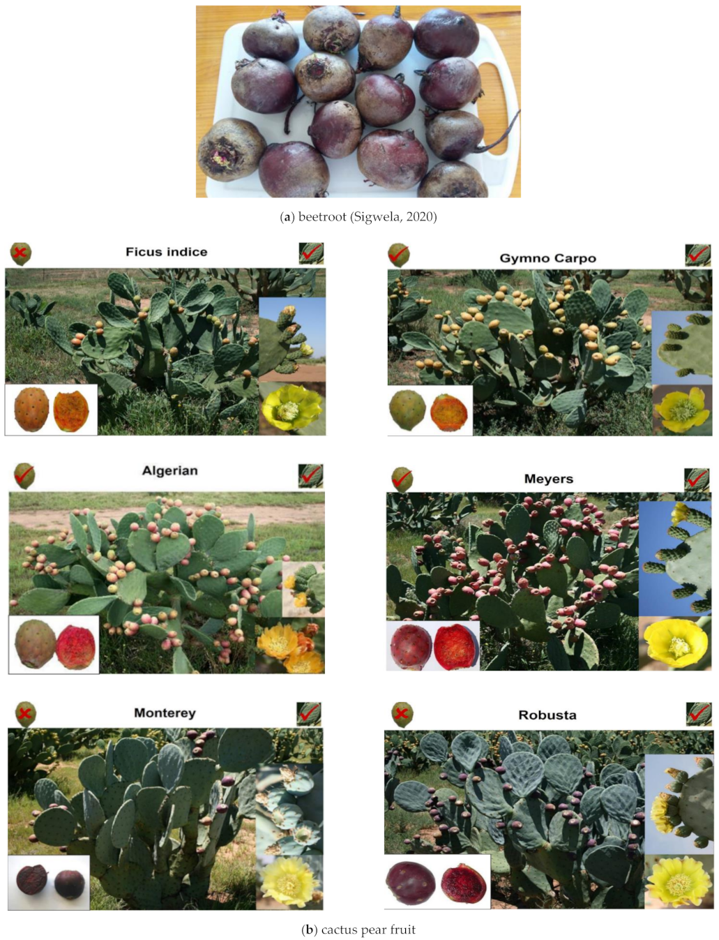 Molecules 26 05012 g004 550