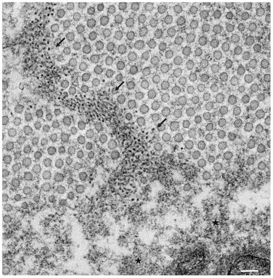 Molecules 26 05091 g001 550