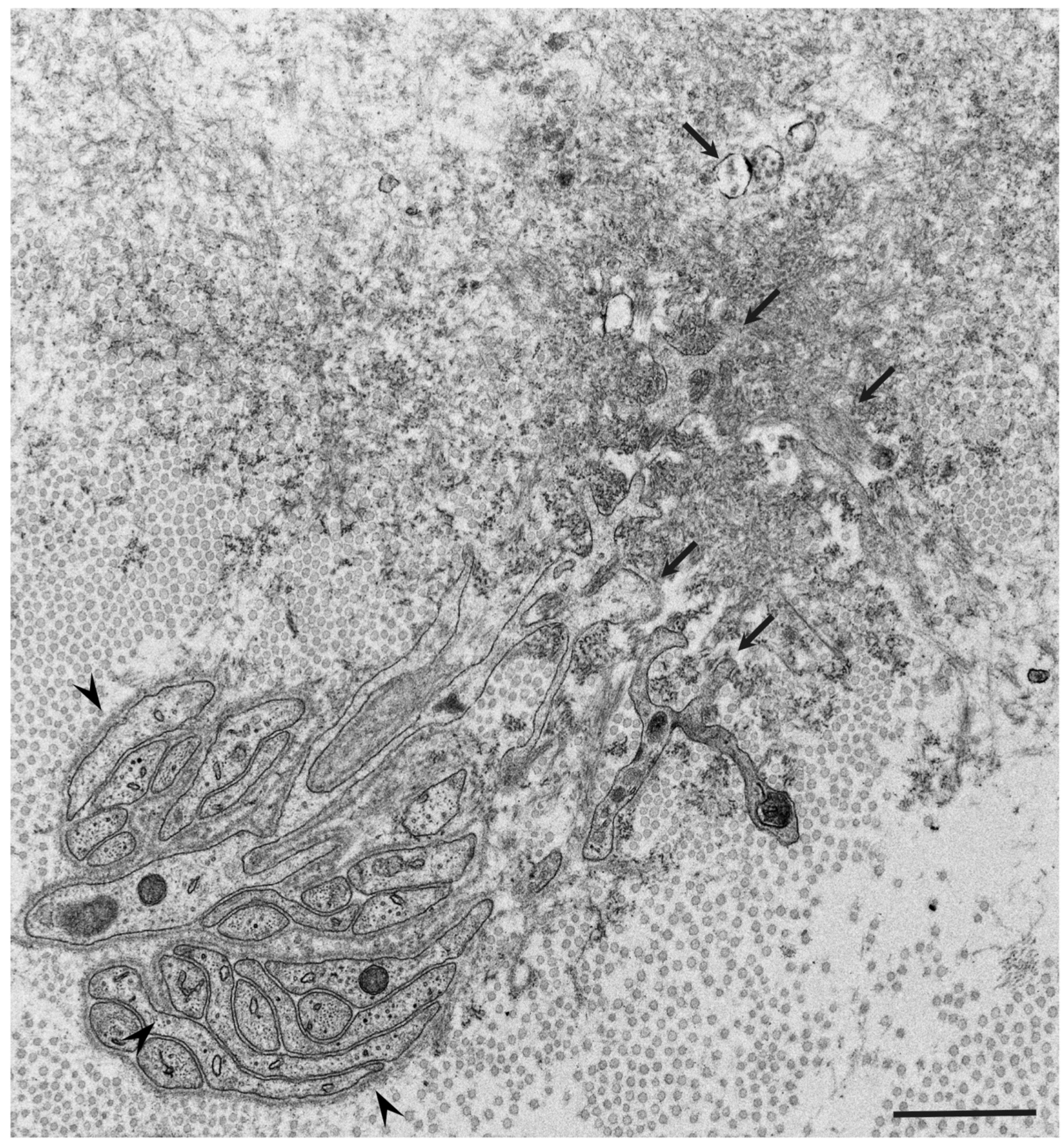 Molecules 26 05091 g003