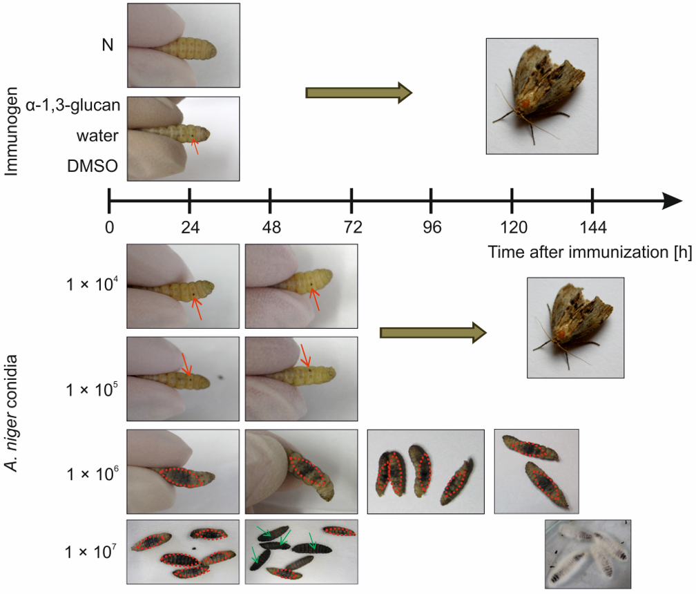 Molecules 26 05097 g002