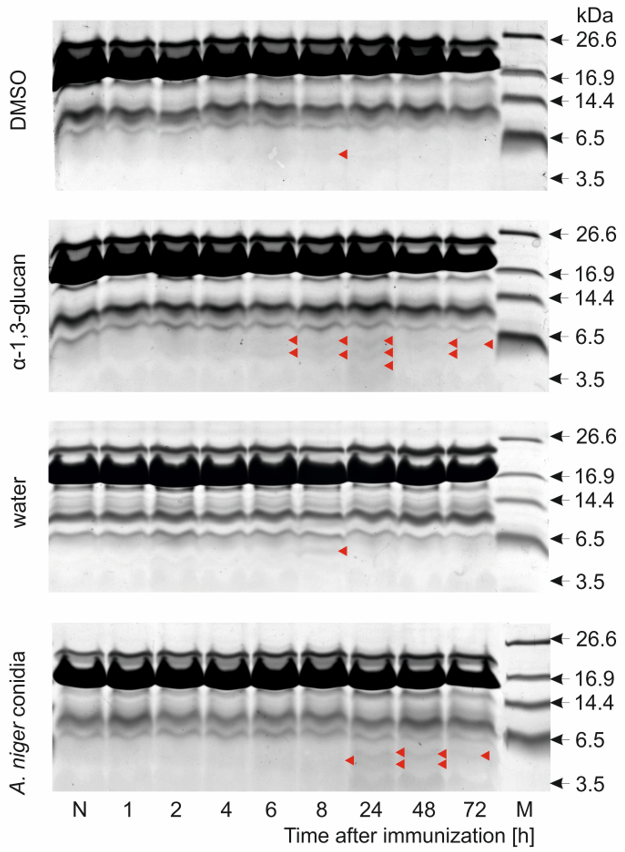 Molecules 26 05097 g004