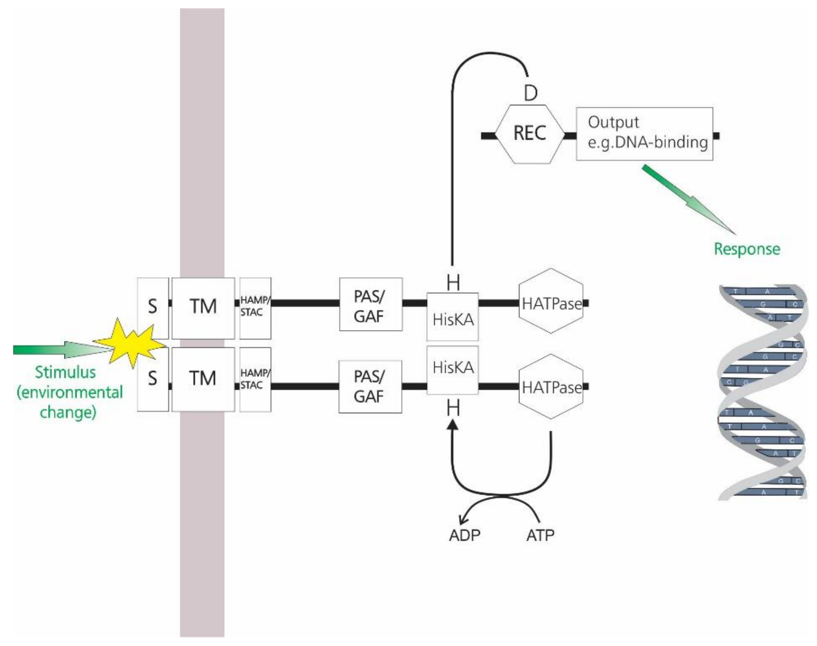 Molecules 26 05110 g001 Molecules 26 05110 g001