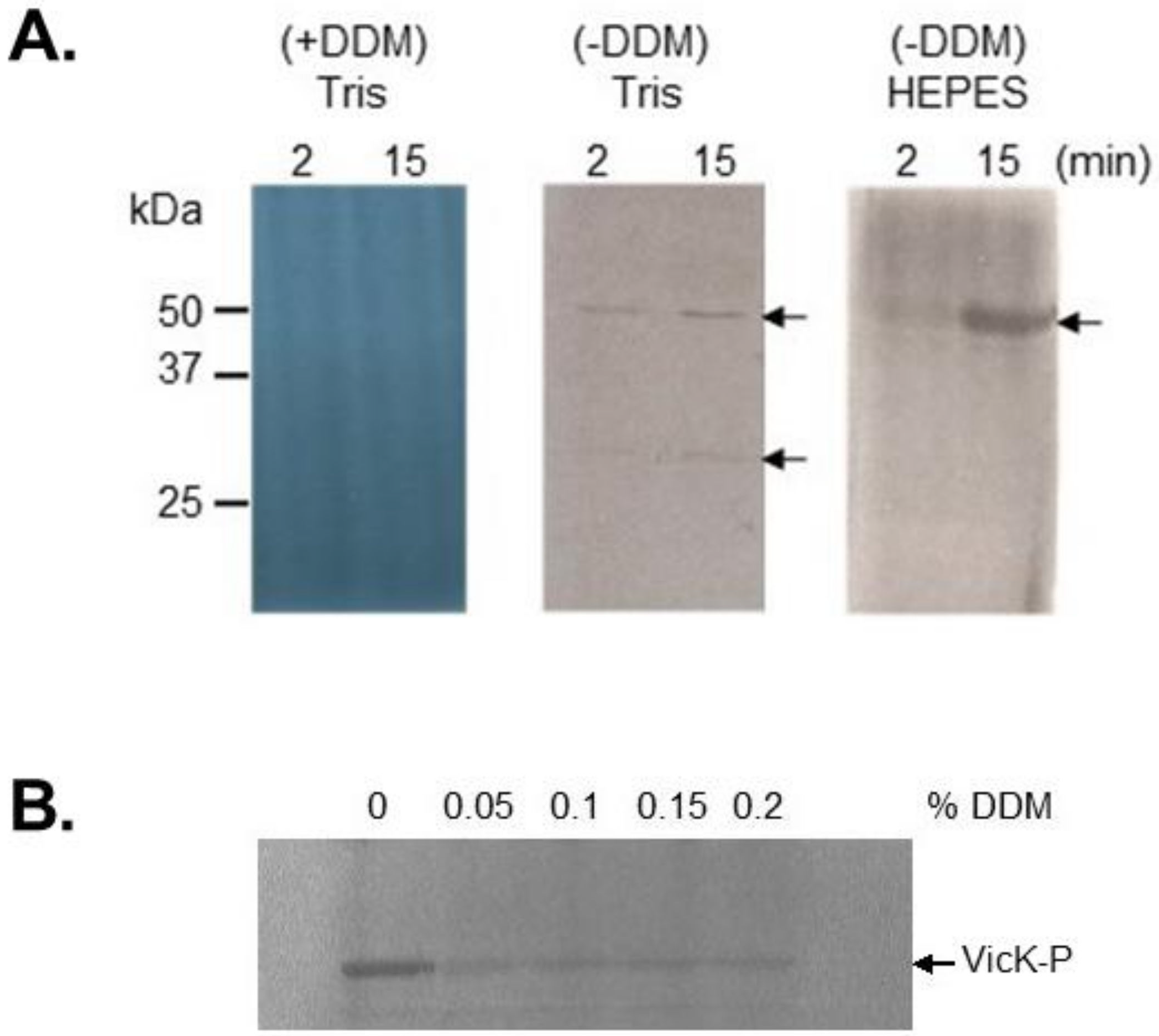 Molecules 26 05110 g005 Molecules 26 05110 g005