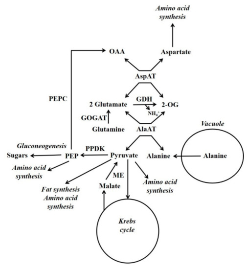 Molecules Free FullText Gluconeogenesis in Plants A Key Interface