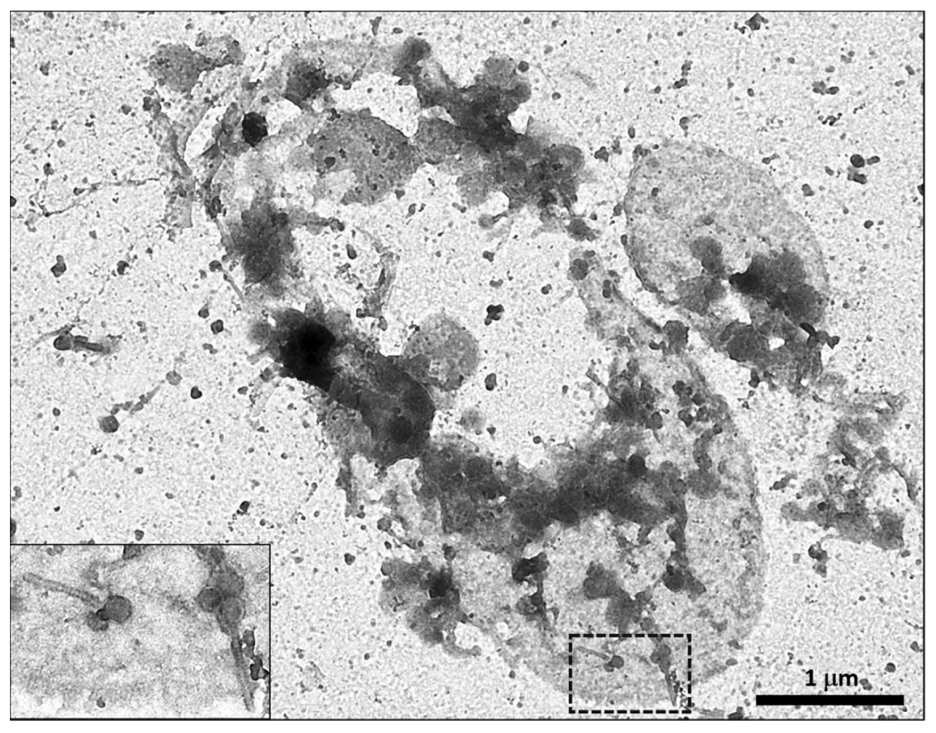 Molecules 26 05138 g002 Molecules 26 05138 g002