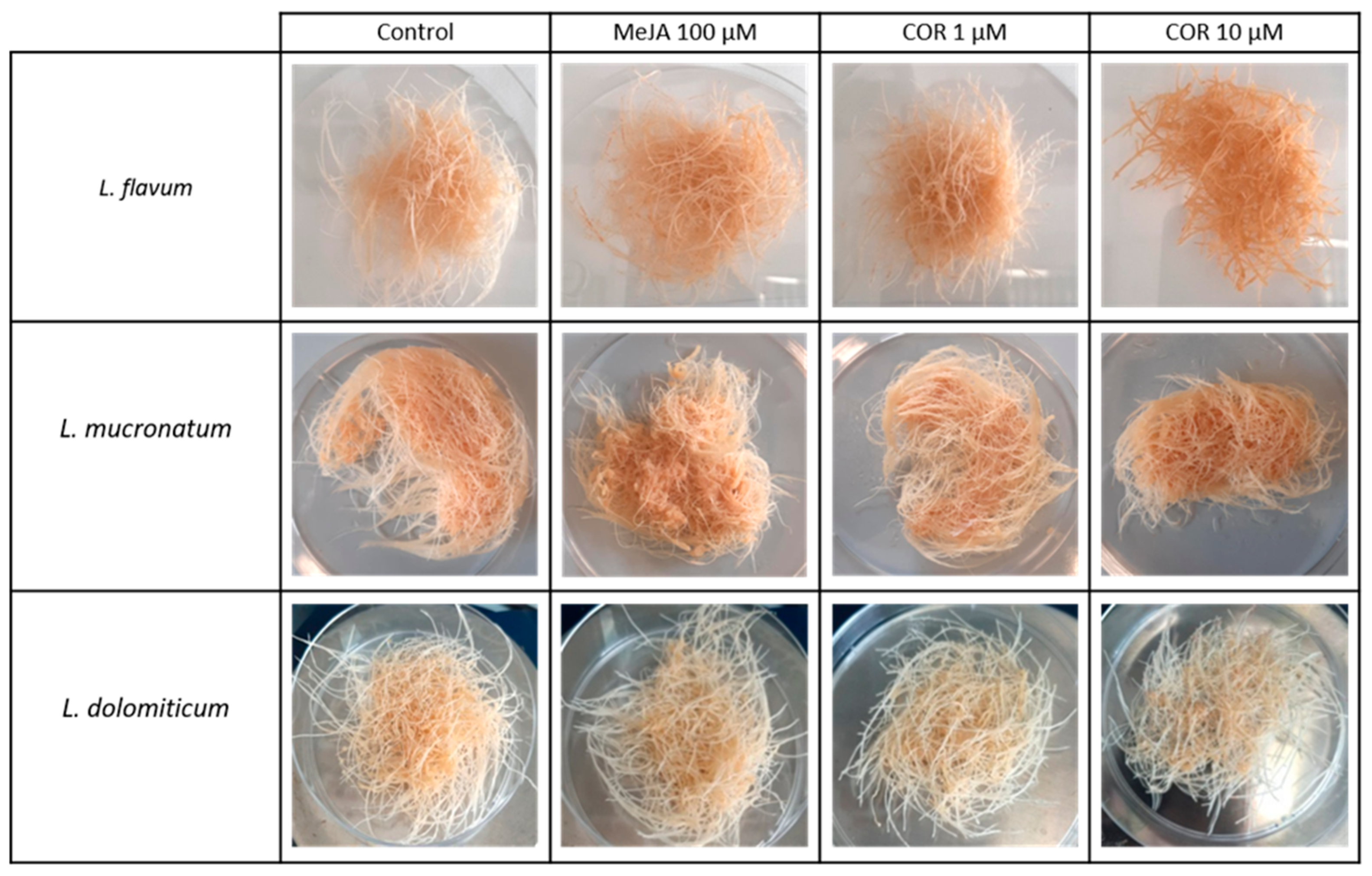 Molecules 26 05189 g001