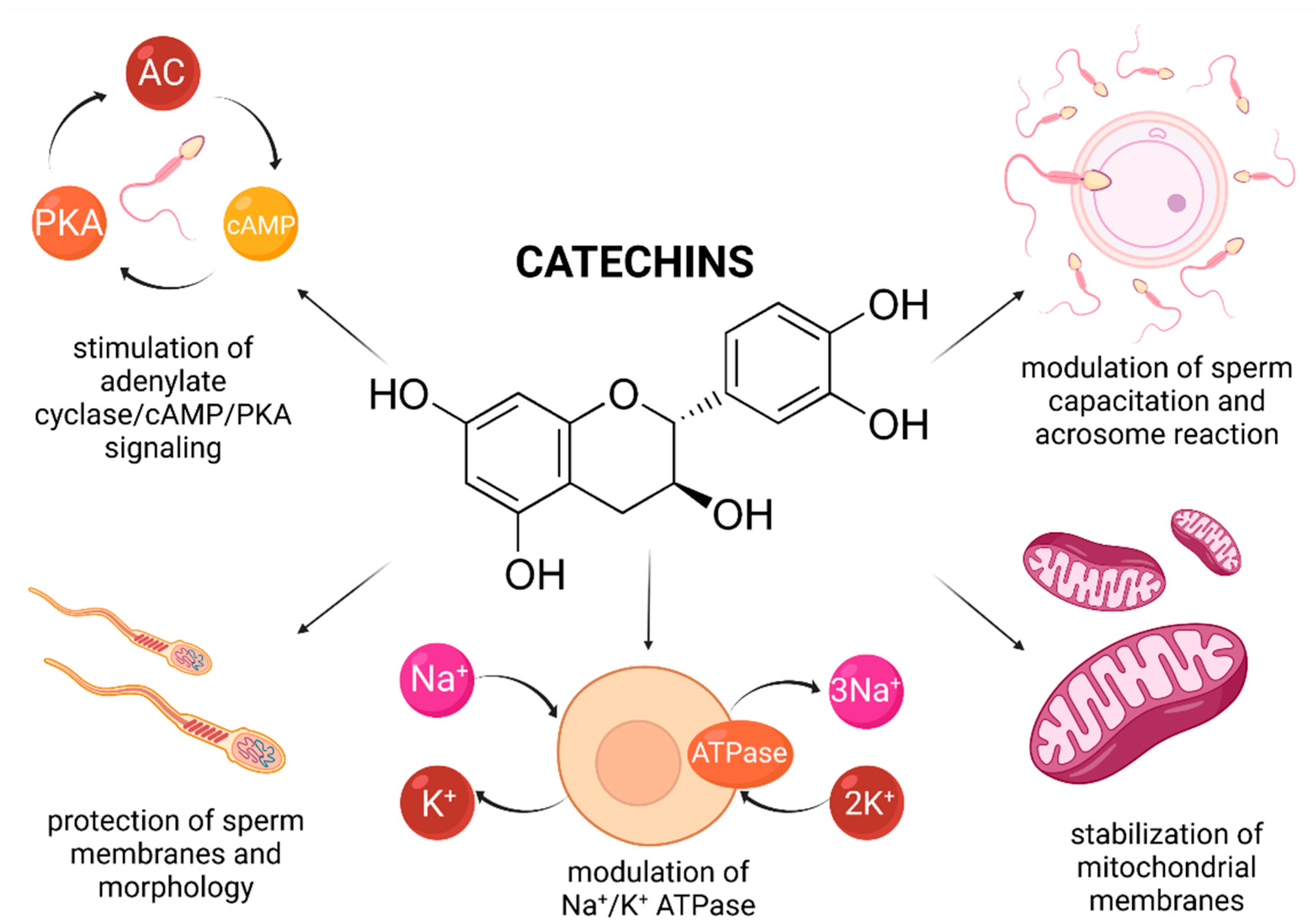 Molecules 26 05196 g004
