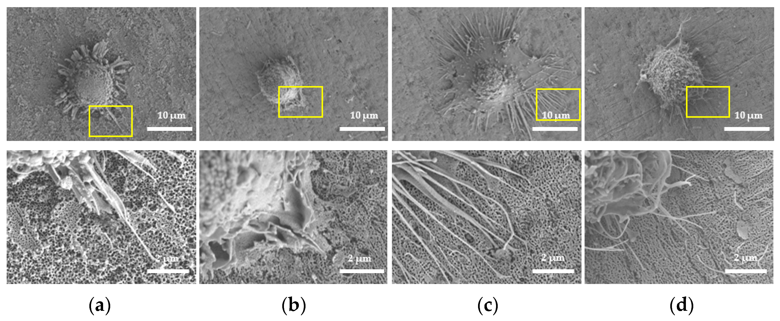 Molecules 26 05229 g006