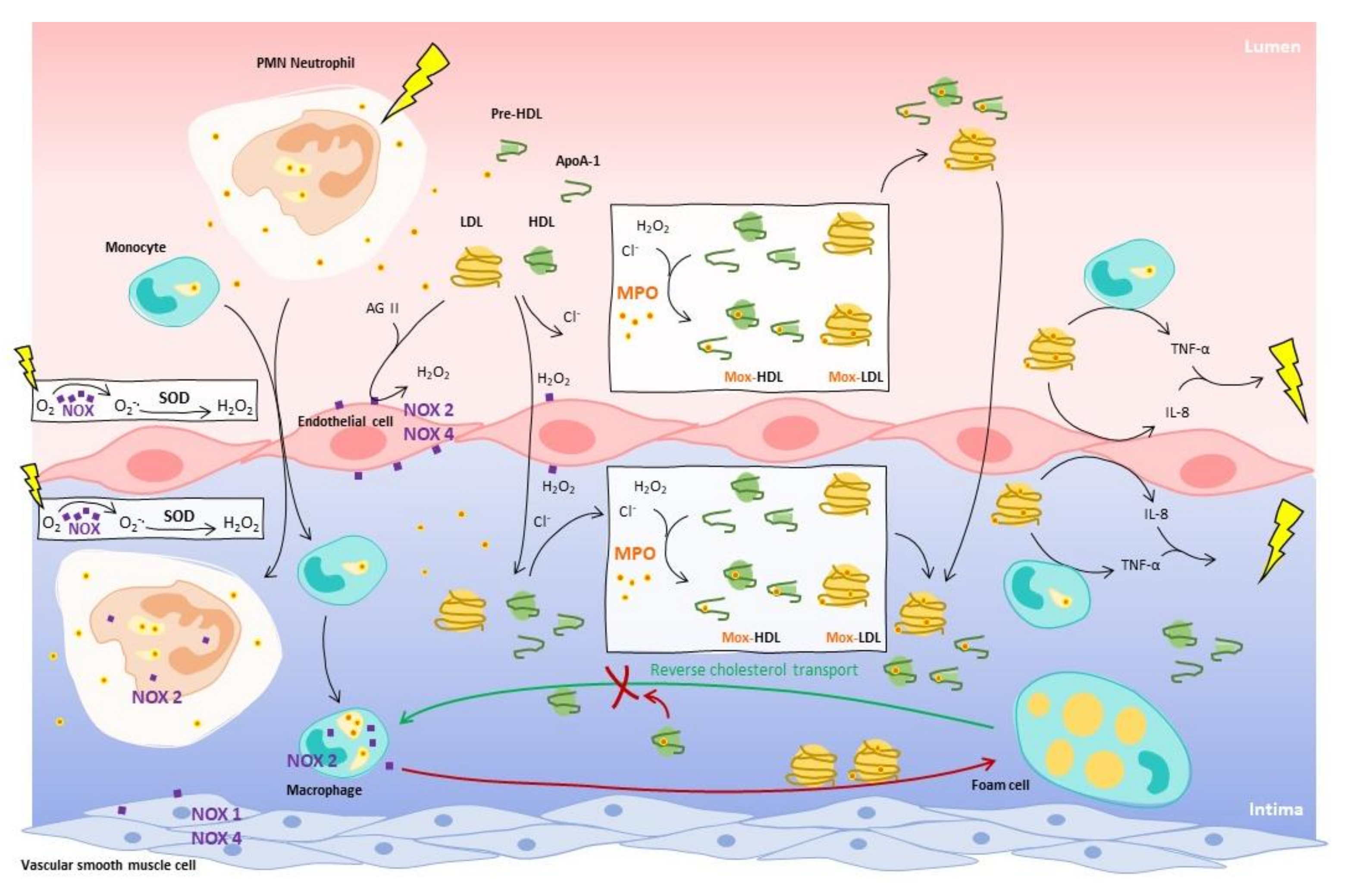 Atherome am penis