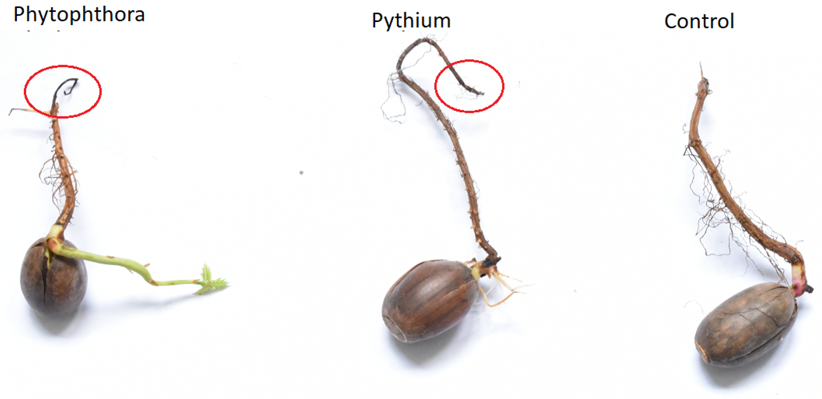 Molecules 26 05272 g001 550