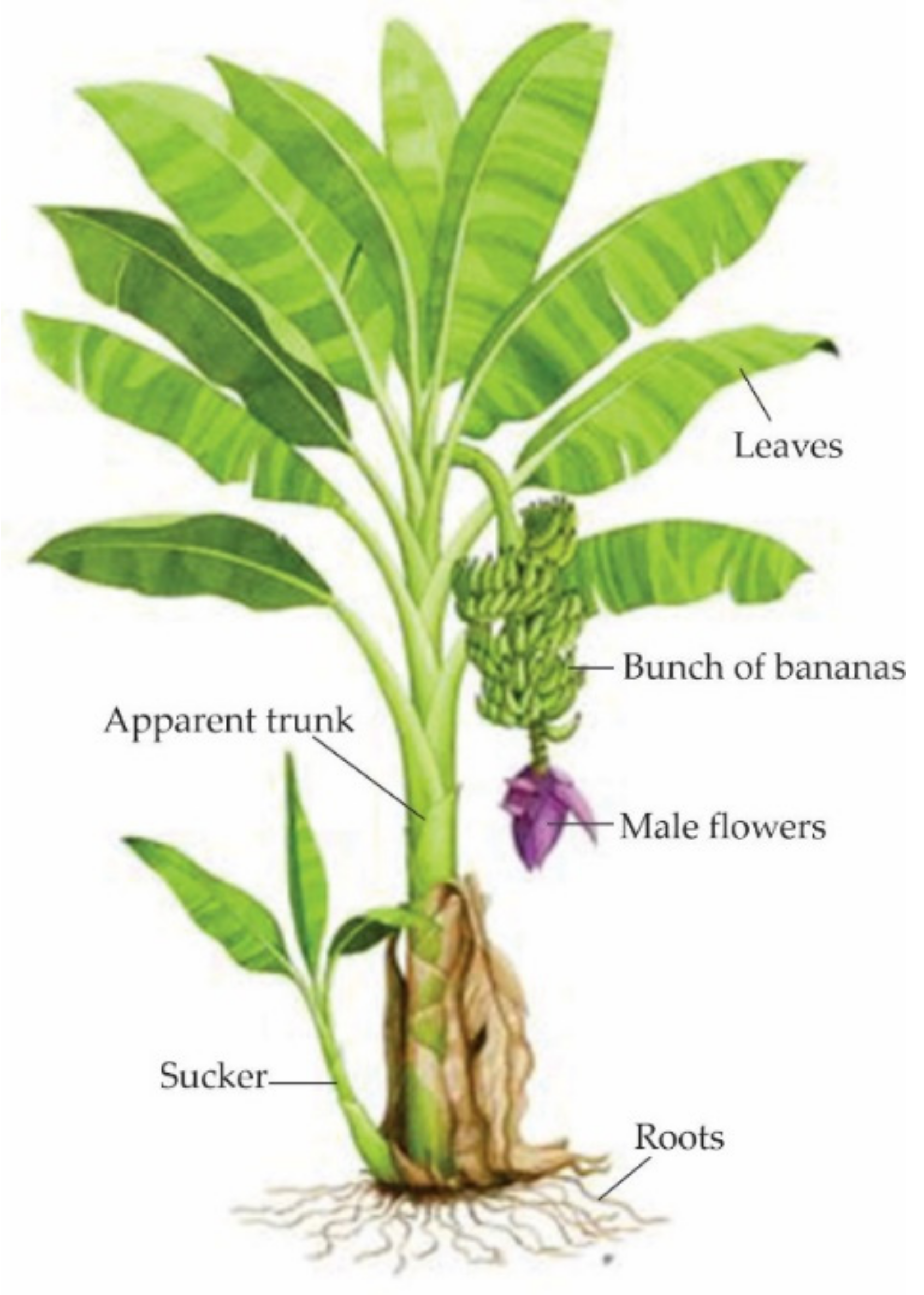 Molecules Free FullText Recovery of Banana WasteLoss from