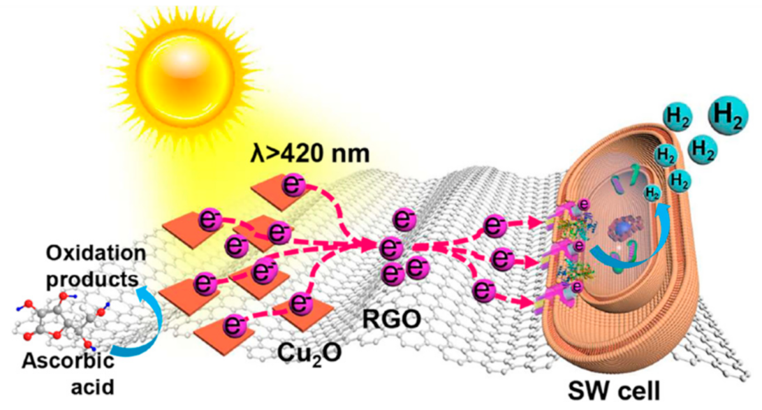 Molecules 26 05286 g024