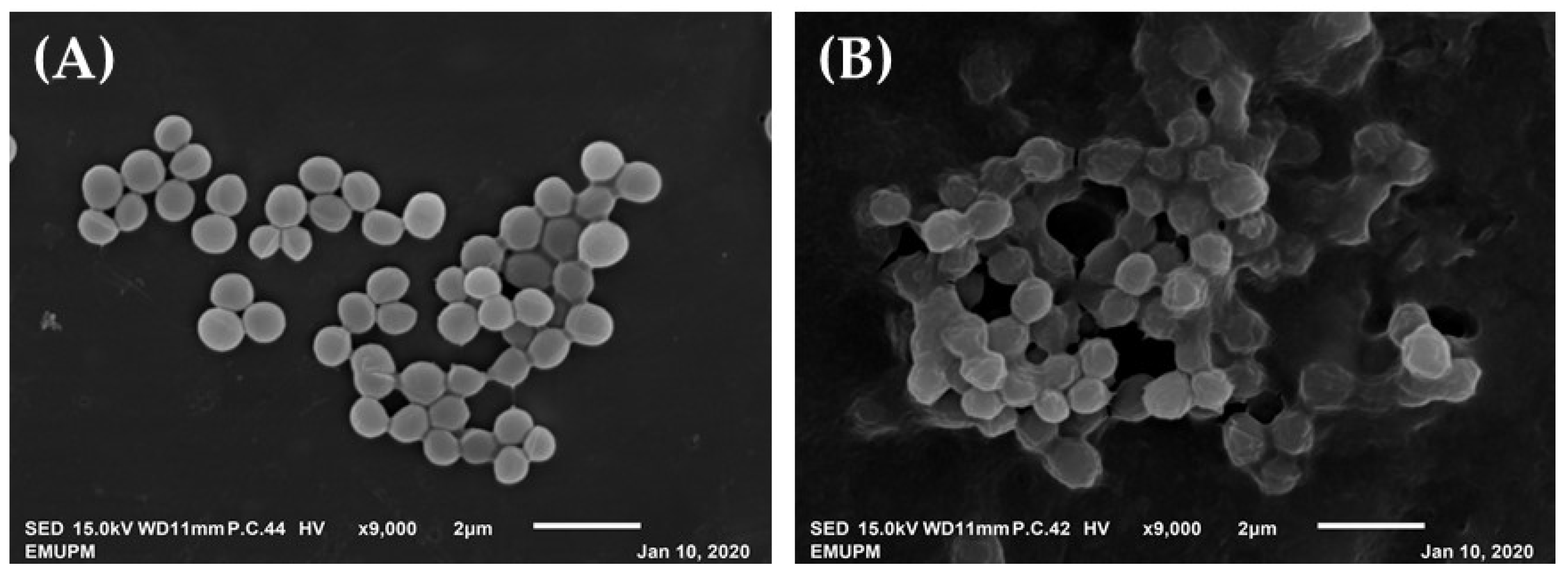 Molecules 26 05314 g005