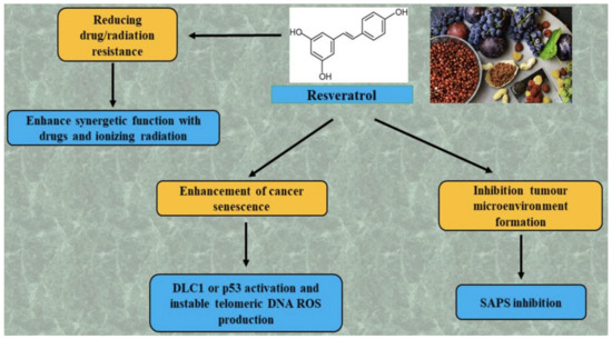 Molecules Free Full Text Chemo Preventive Action Of Resveratrol Suppression Of P53 A Molecular Targeting Approach Html