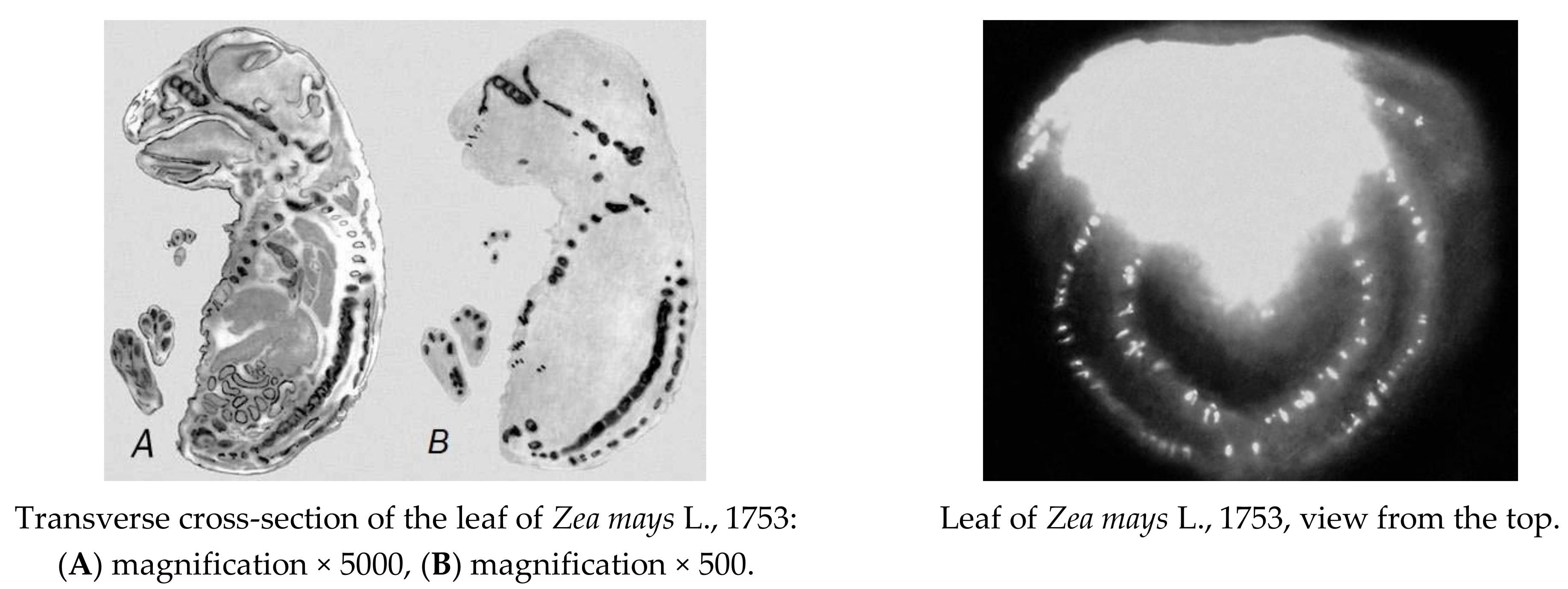 Molecules 26 05370 g004