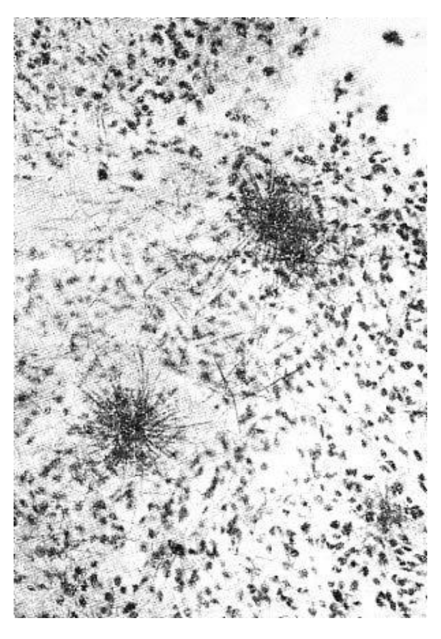 Molecules 26 05370 g005