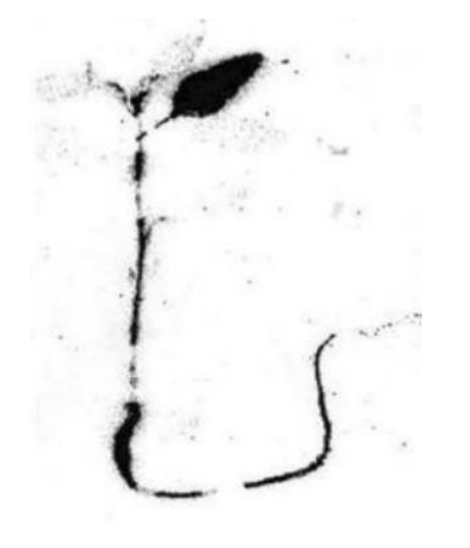 Molecules 26 05370 g006