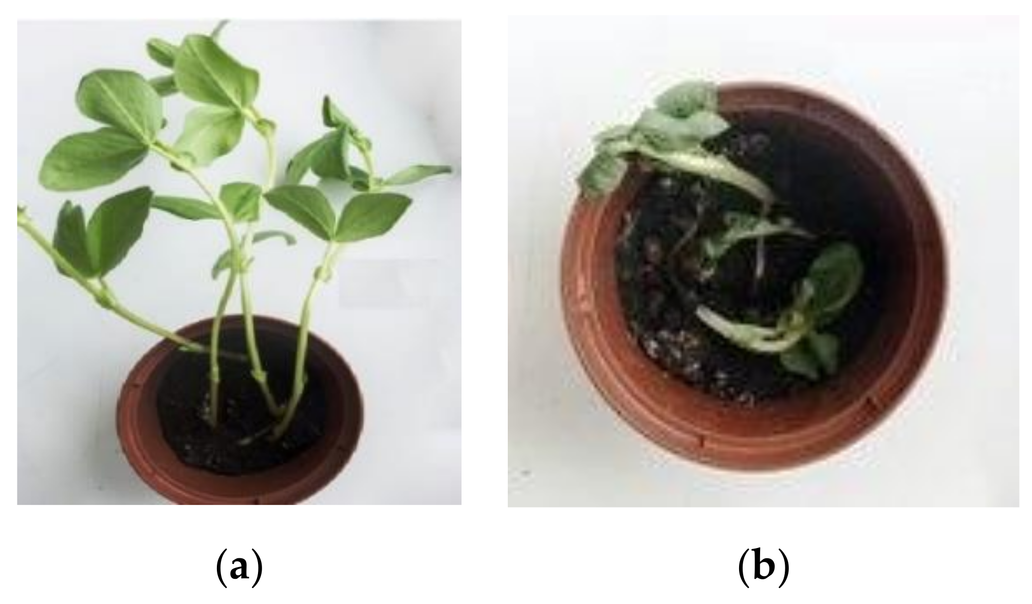 Molecules 26 05370 g007