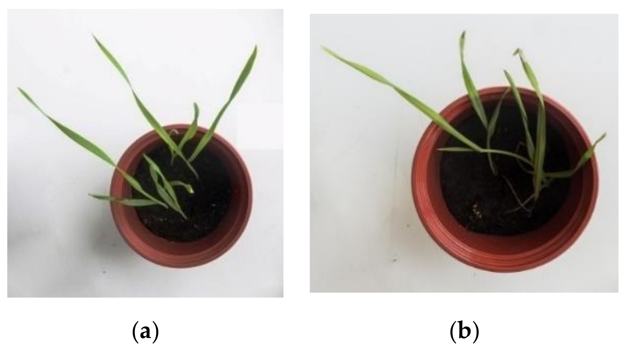 Molecules 26 05370 g008