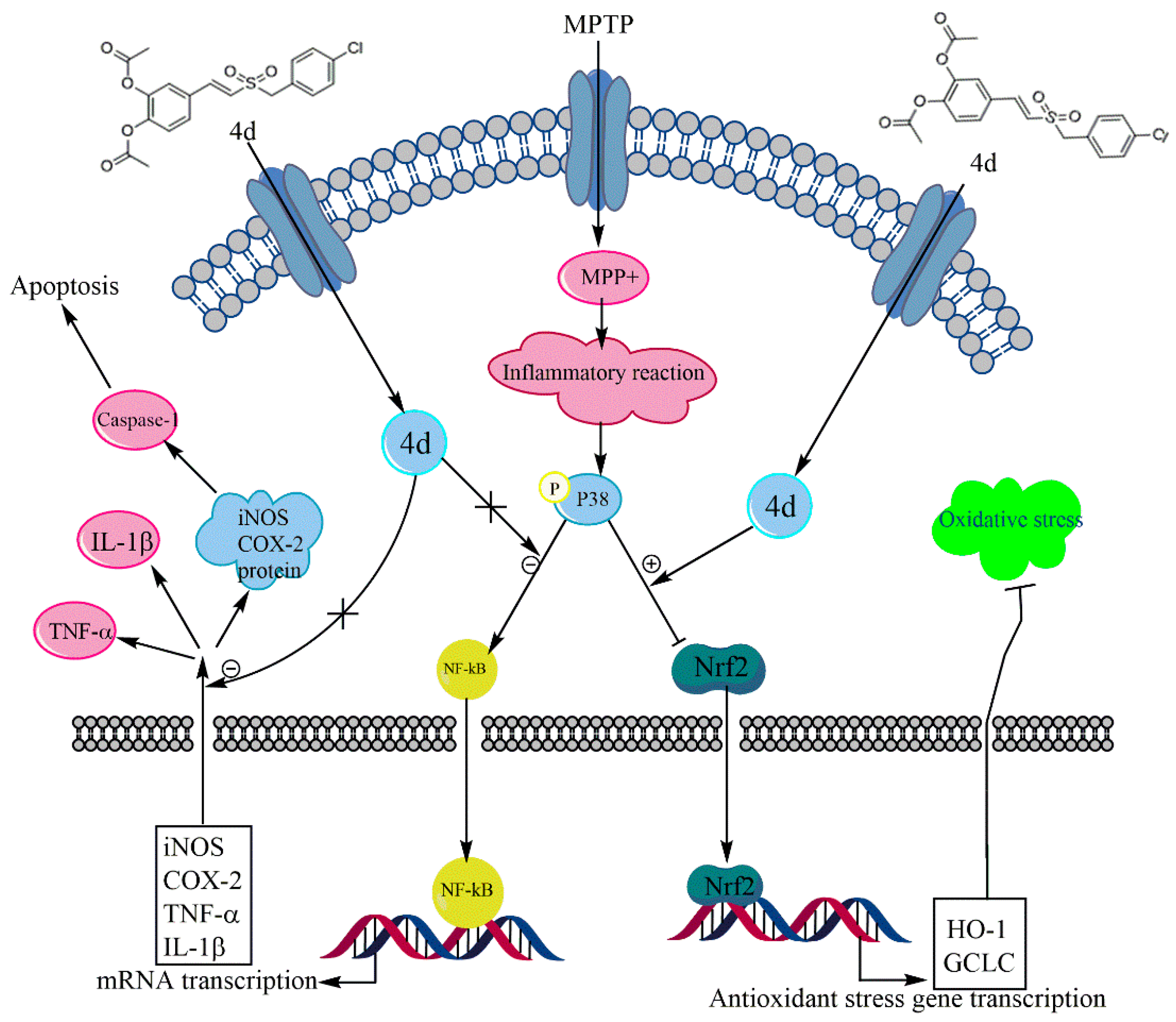 Molecules 26 05371 g010 550