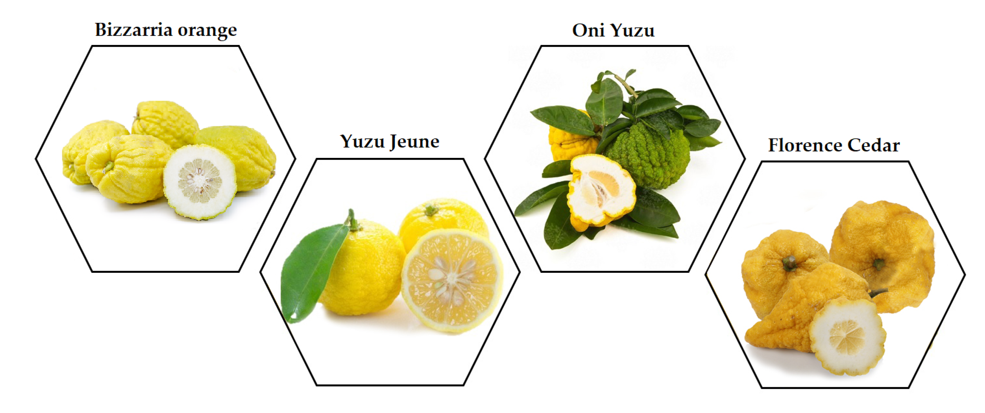 Yuzu Citrus - Via Citrus