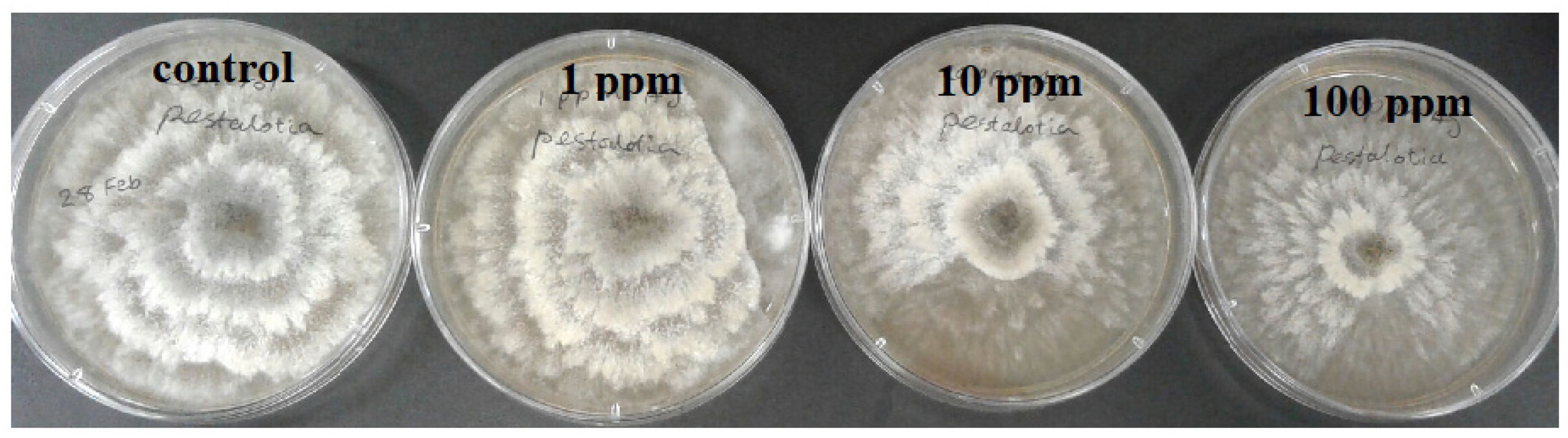 Molecules 26 05402 g004 550
