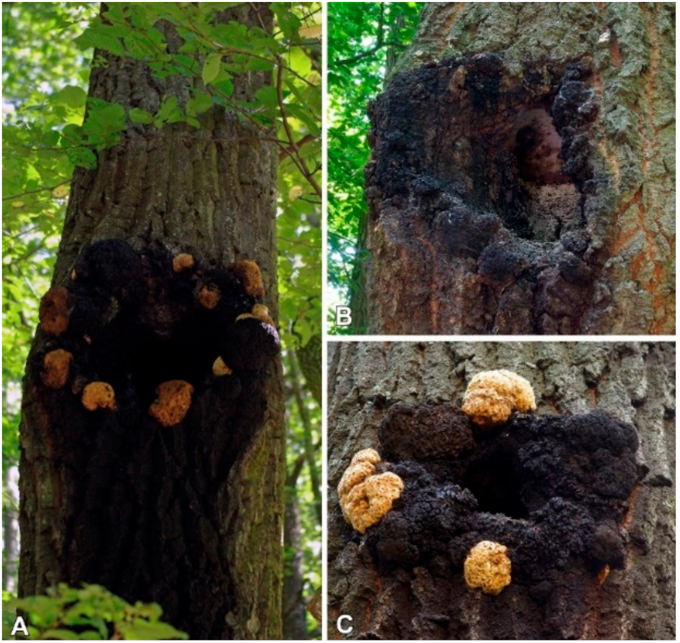 Molecules 26 05453 g001 550