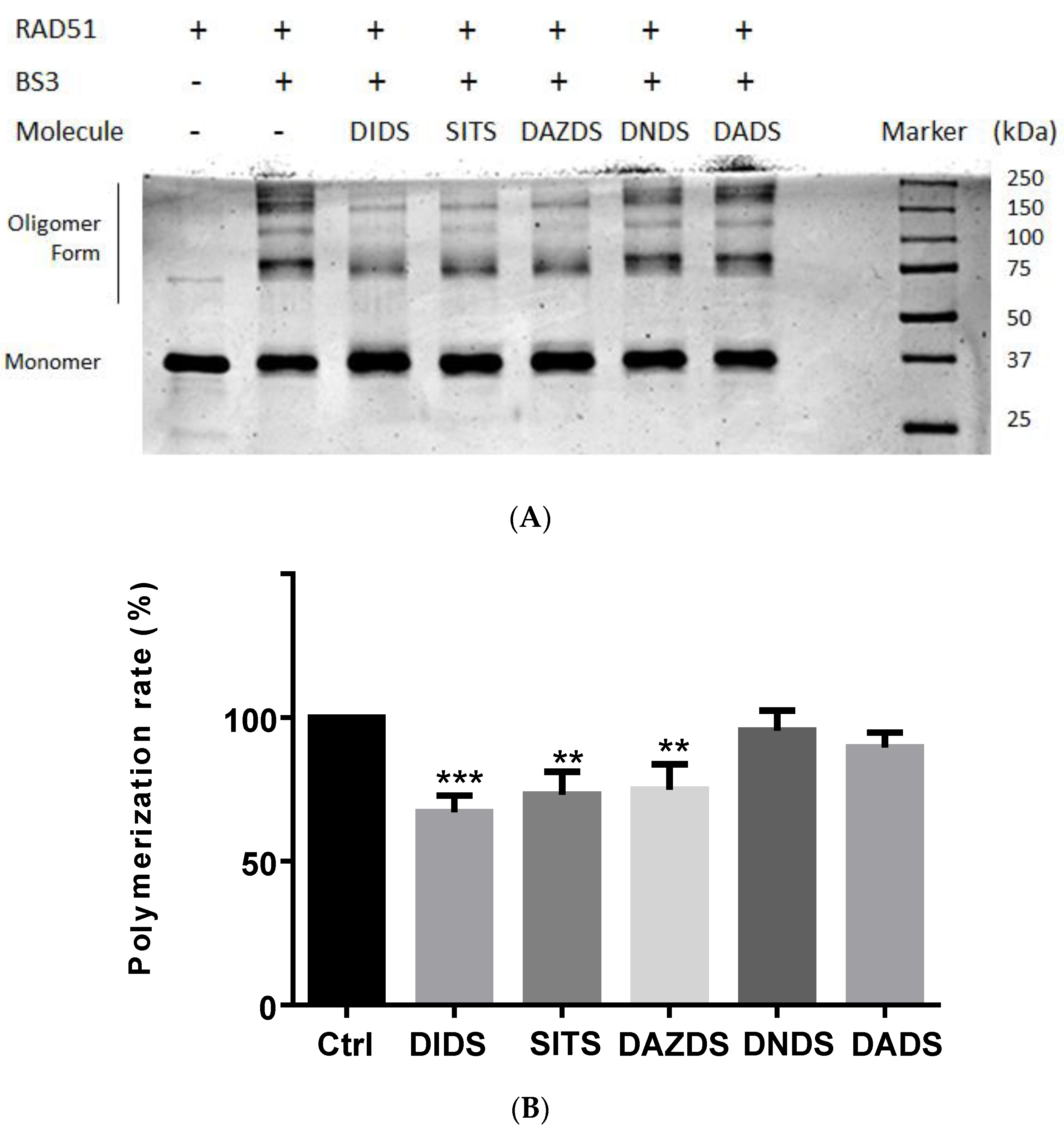 Molecules 26 05460 g004 Molecules 26 05460 g004