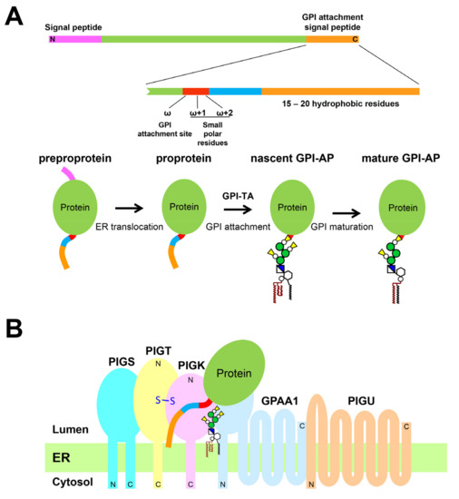 Functional Analysis of the GPI Transamidase Complex by