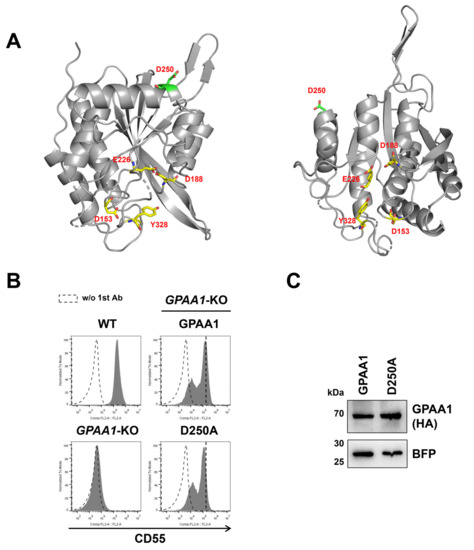 aminaseページ Functional Analysis of the GPI Transamidase Complex by Screening