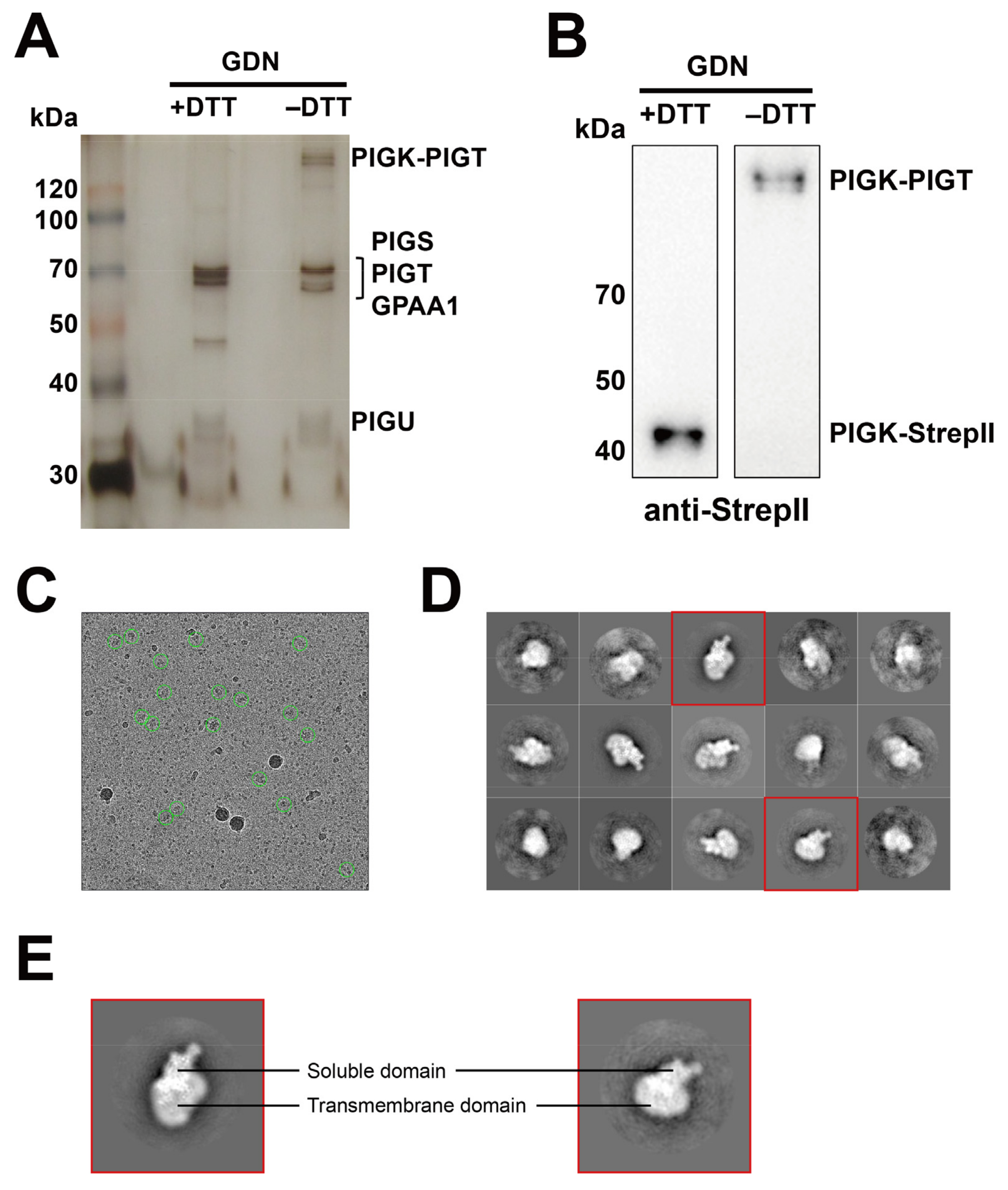 Functional Analysis of the GPI Transamidase Complex by