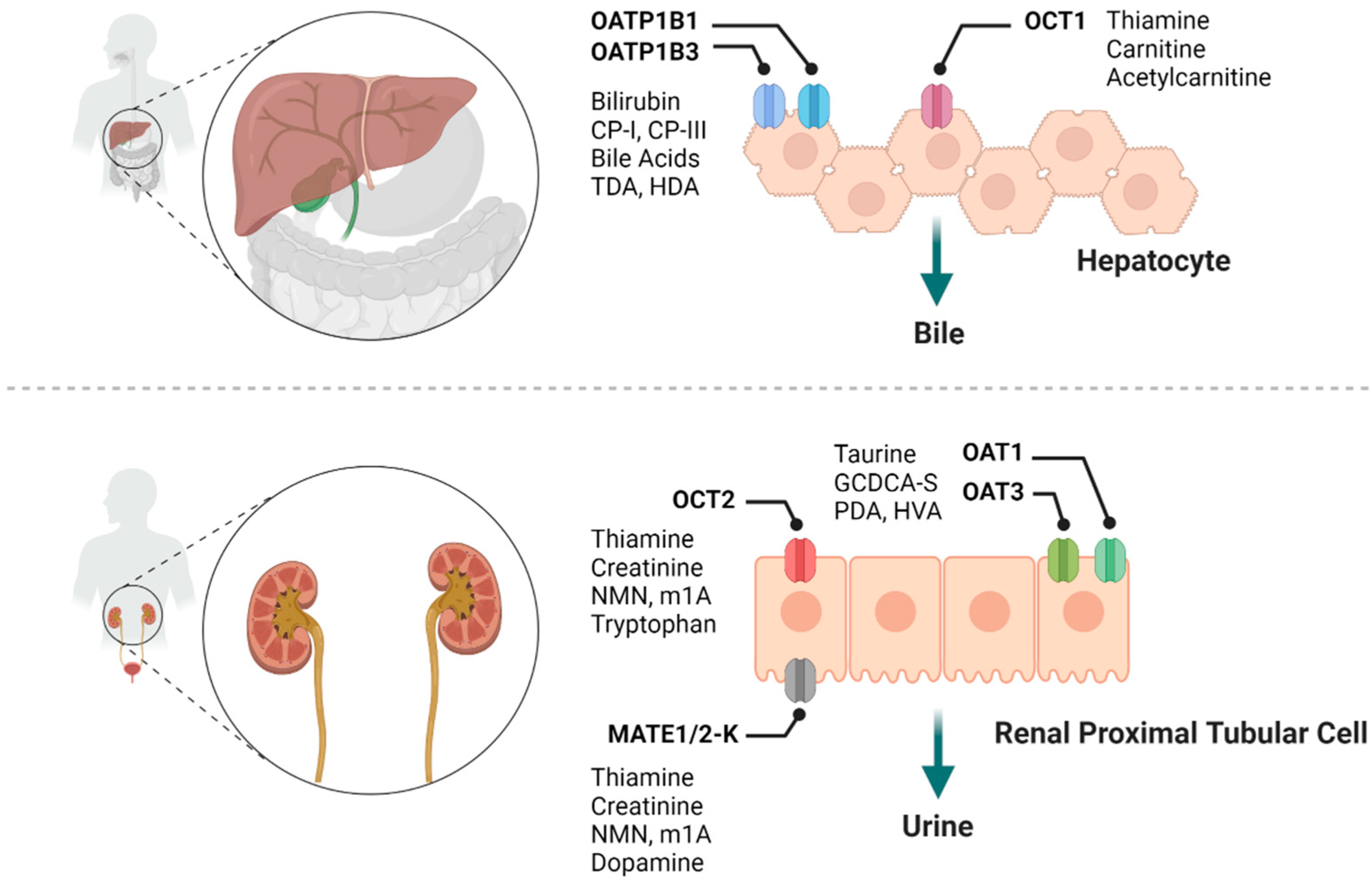 Molecules 26 05500 g001