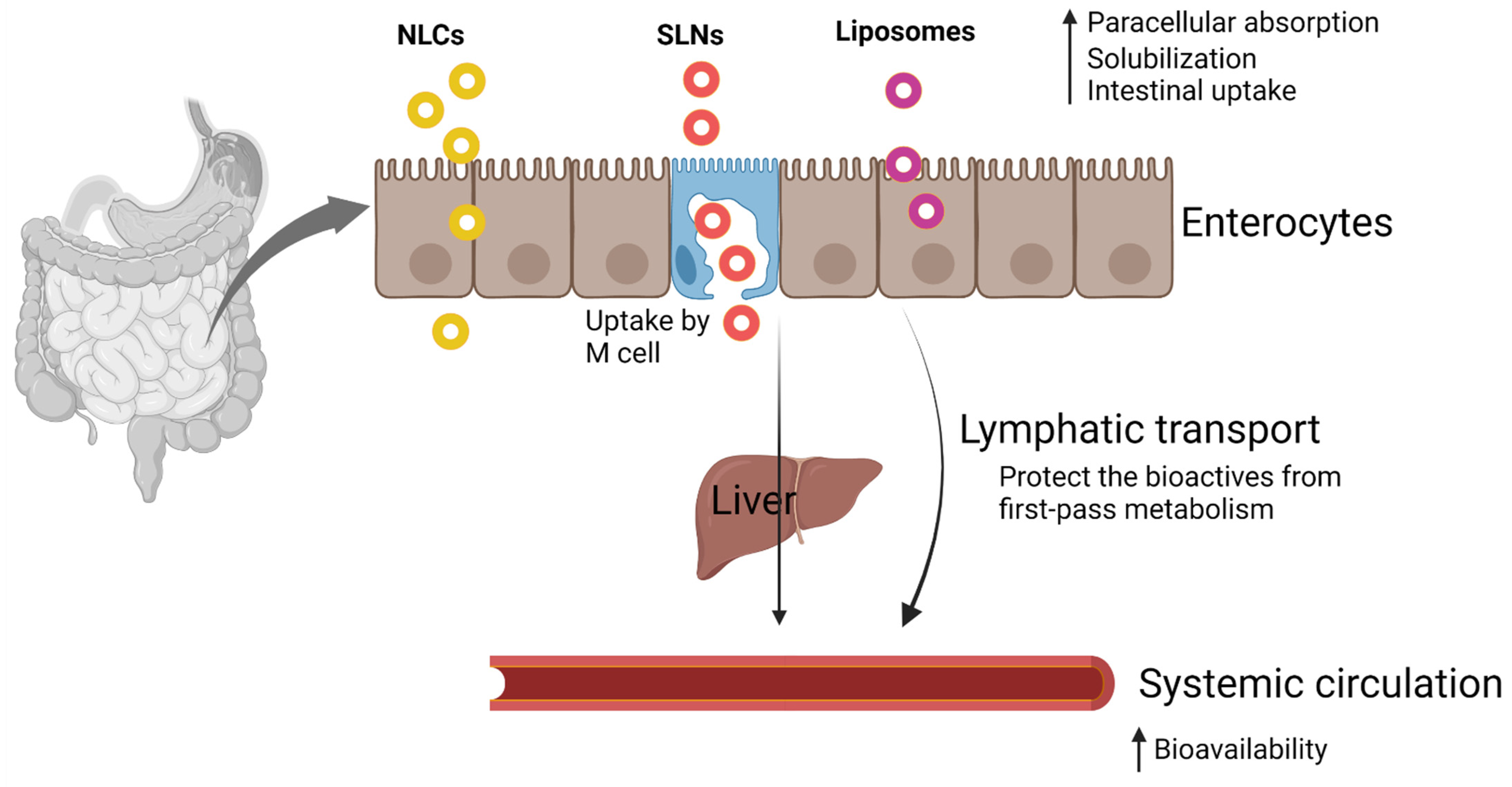 Molecules Free FullText LipidBased Nanocarrier System for the