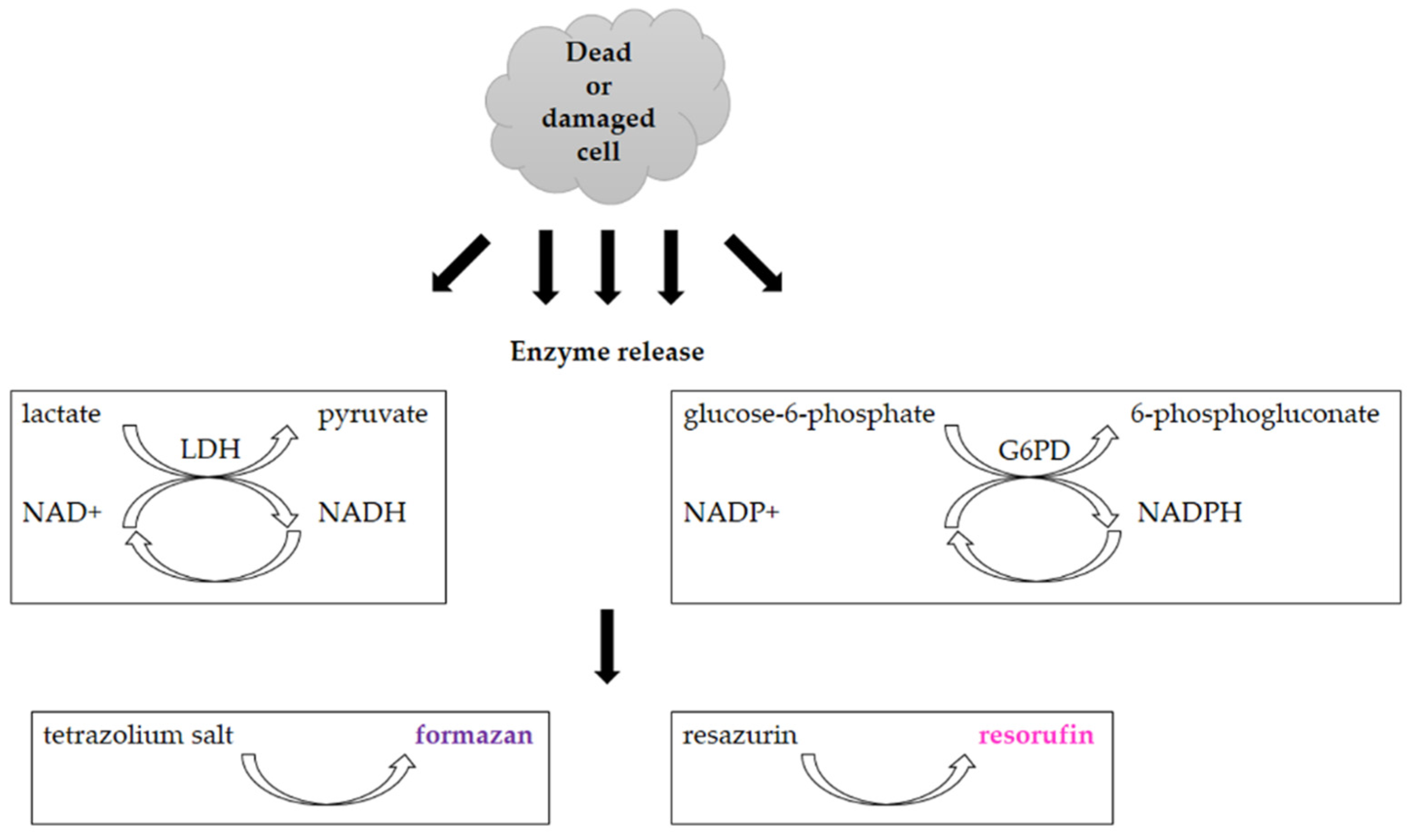 Molecules 26 05515 g008 550