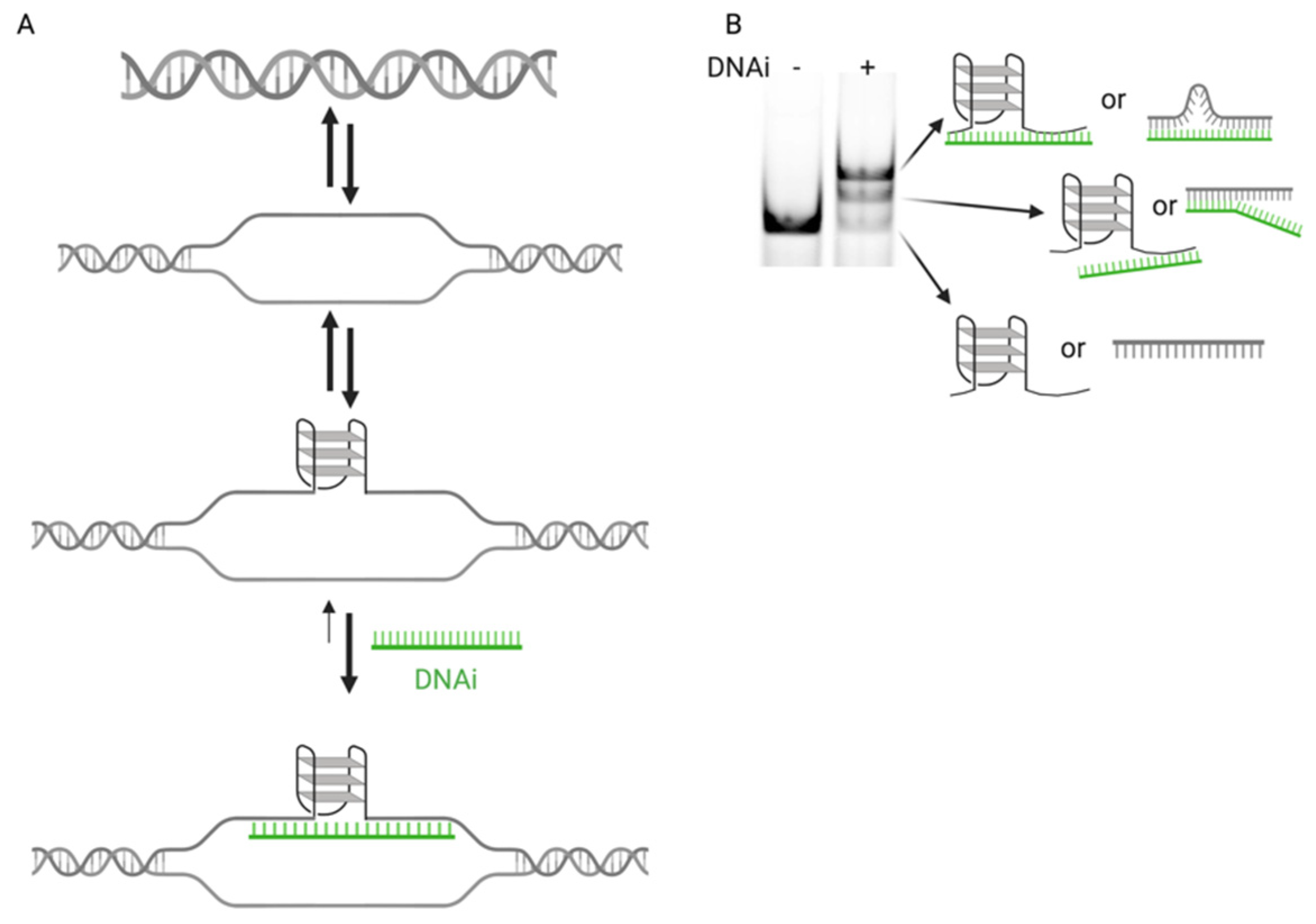 Targeted Downregulation of MYC through G-quadruplex Stabilization by DNAi