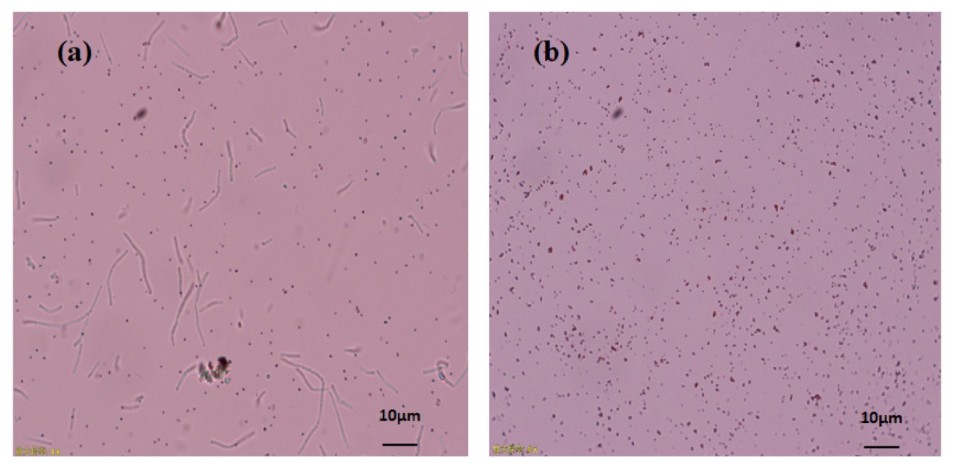 Molecules 26 05559 g003