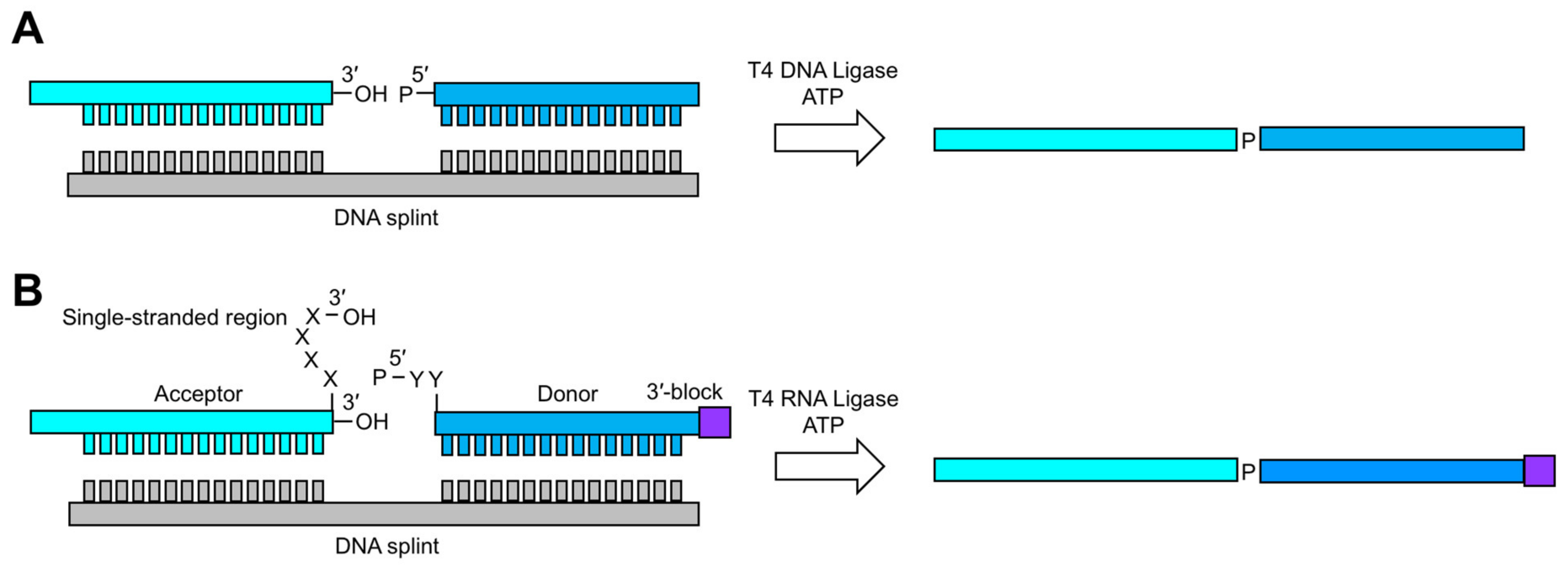 Molecules 26 05581 g005 Molecules 26 05581 g005