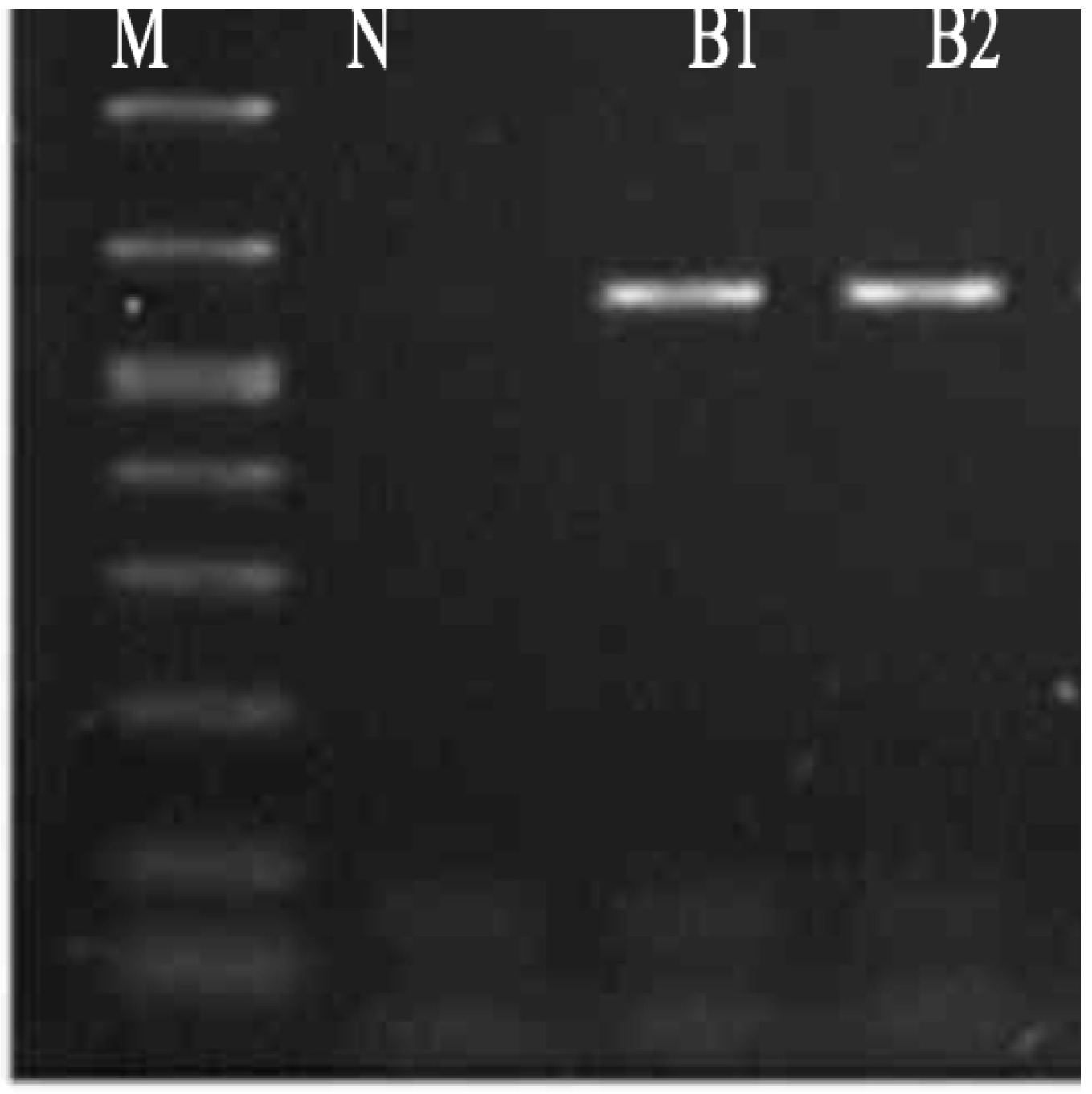 Molecules 26 05608 g004