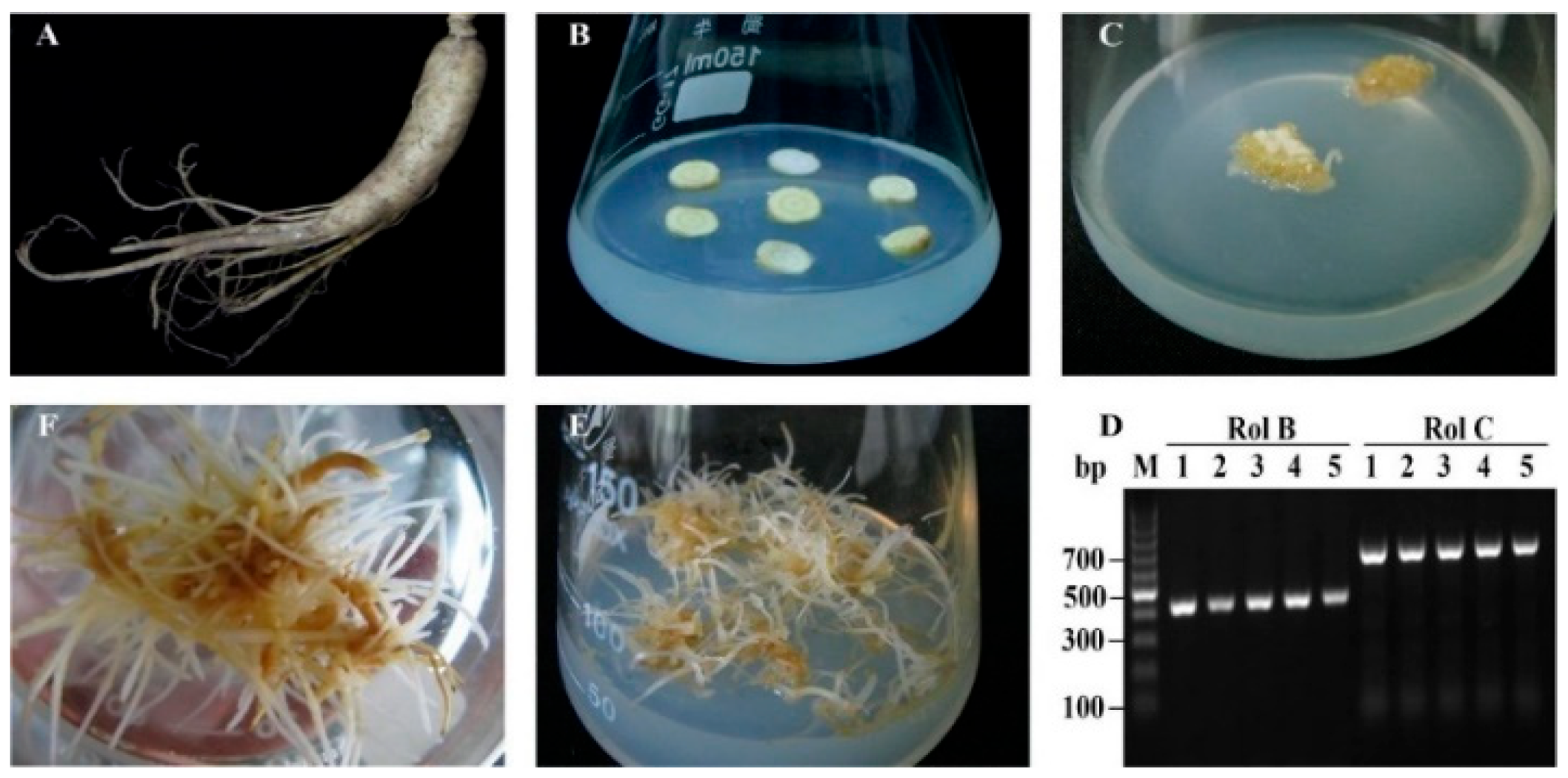 Molecules 26 05623 g001