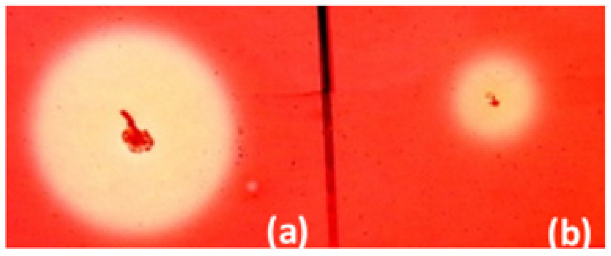 Molecules 26 05625 g002