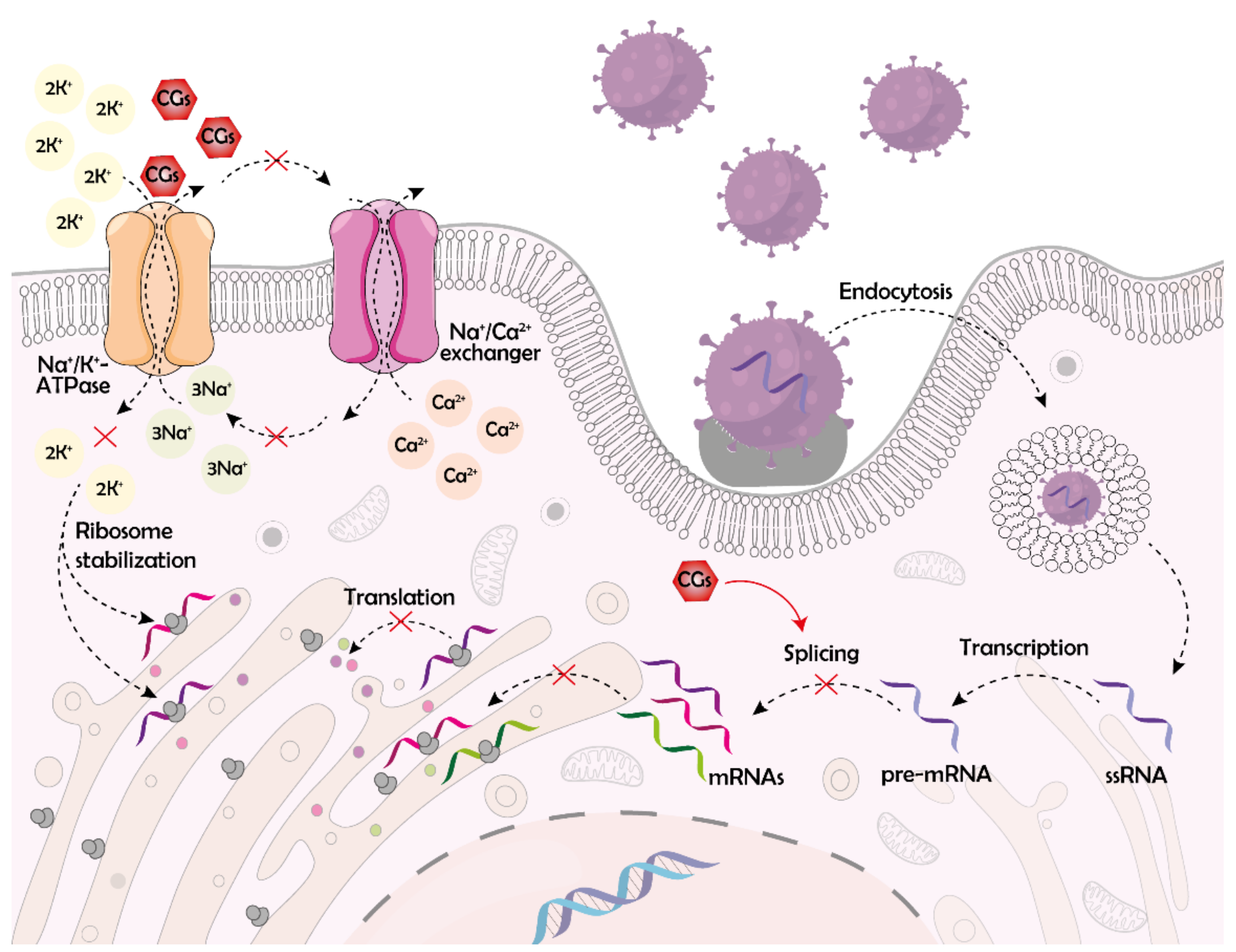 Molecules 26 05627 g004 550