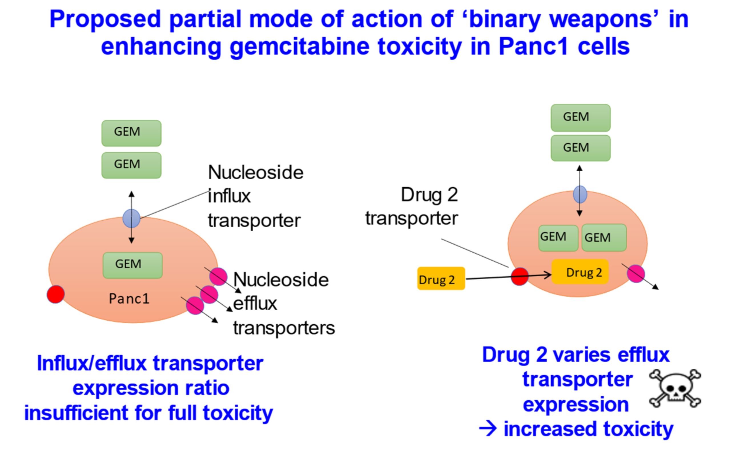 cell transport mechanisms and permeability computer simulation