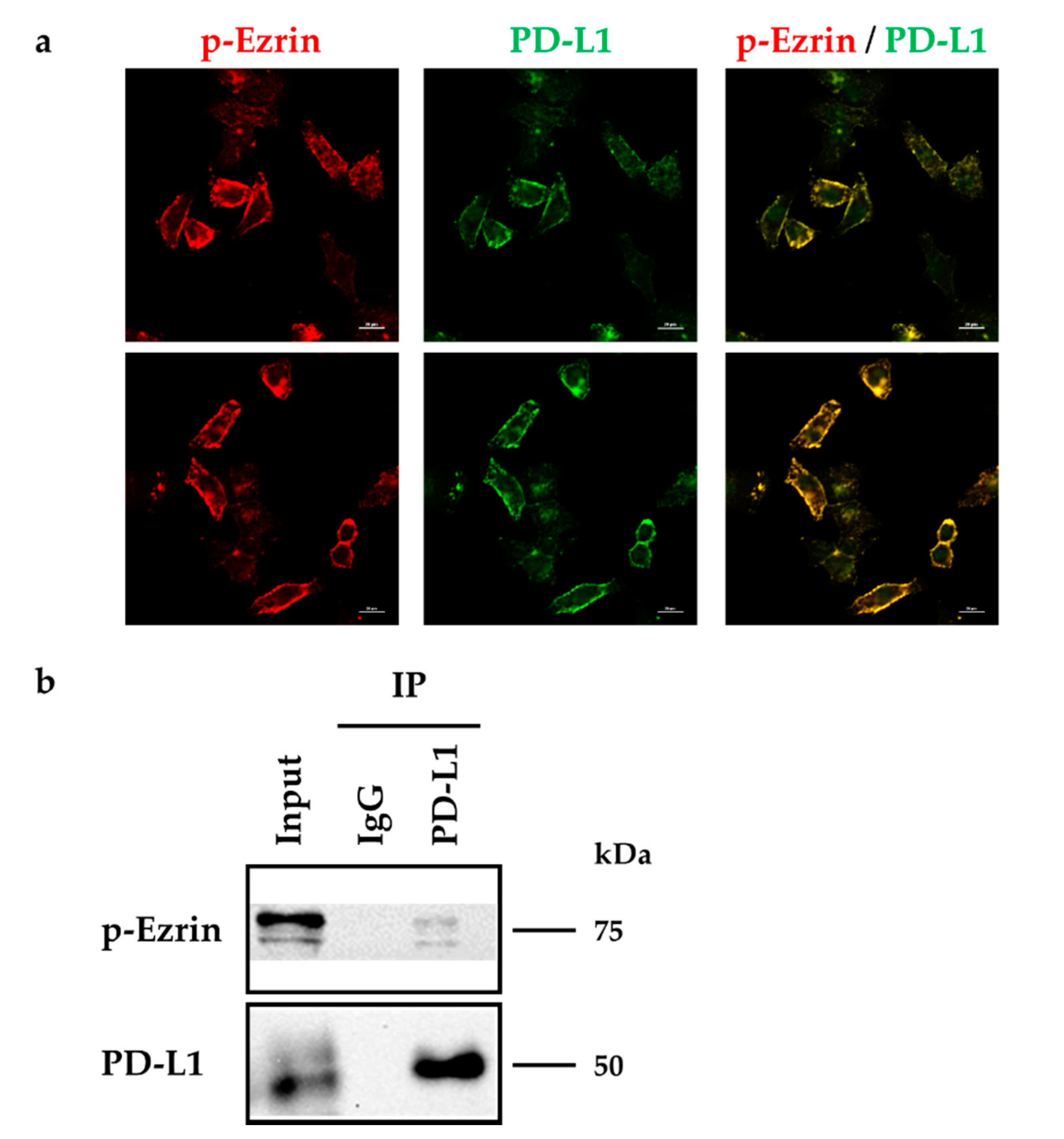 Molecules 26 05648 g007 Molecules 26 05648 g007