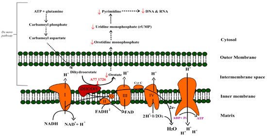 ミクロ　OM2点 楽天市場】【SKECHERS】 スケッチャーズ ARCH FIT MOTLEY - ORAGO