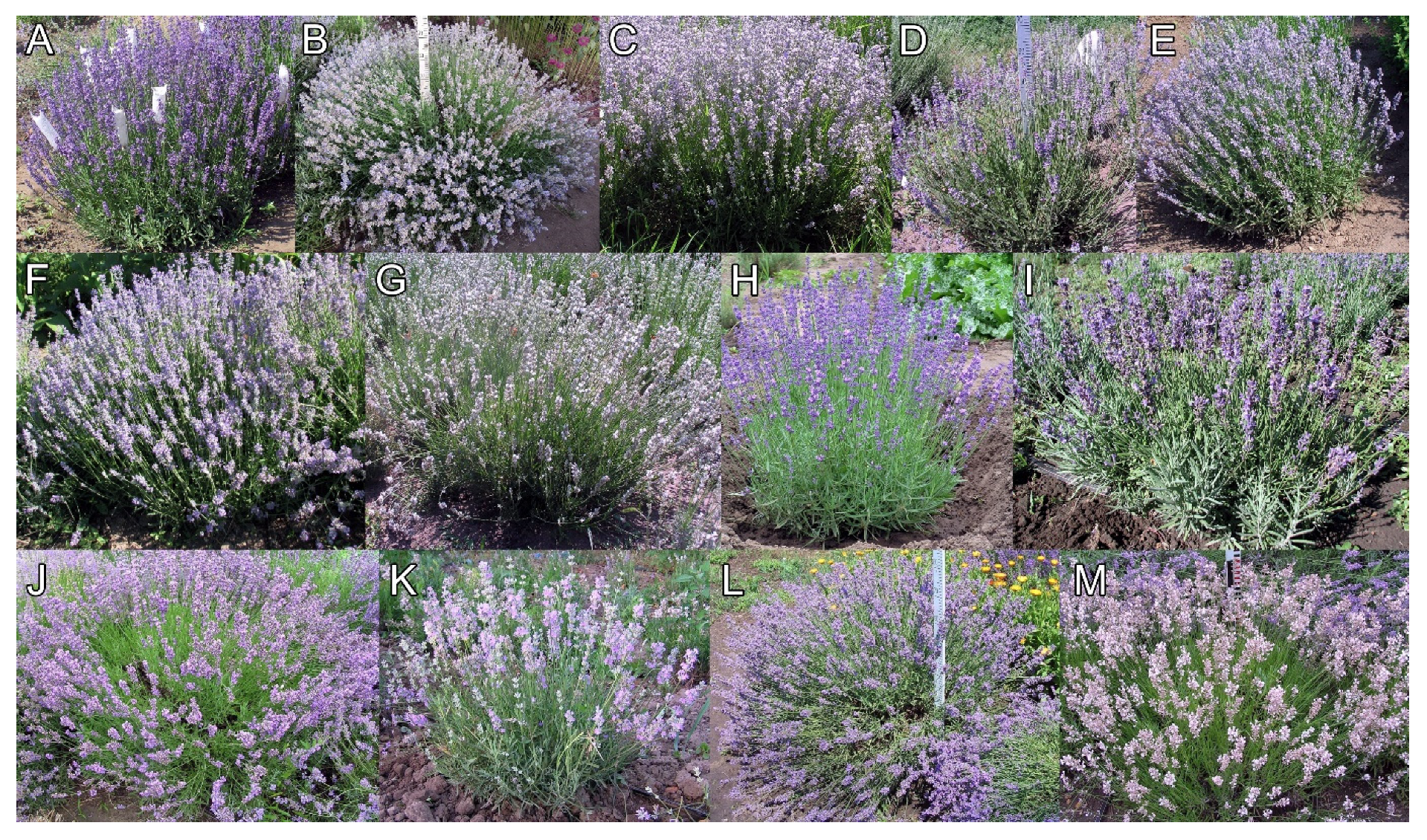 Molecules 26 05681 g005 550