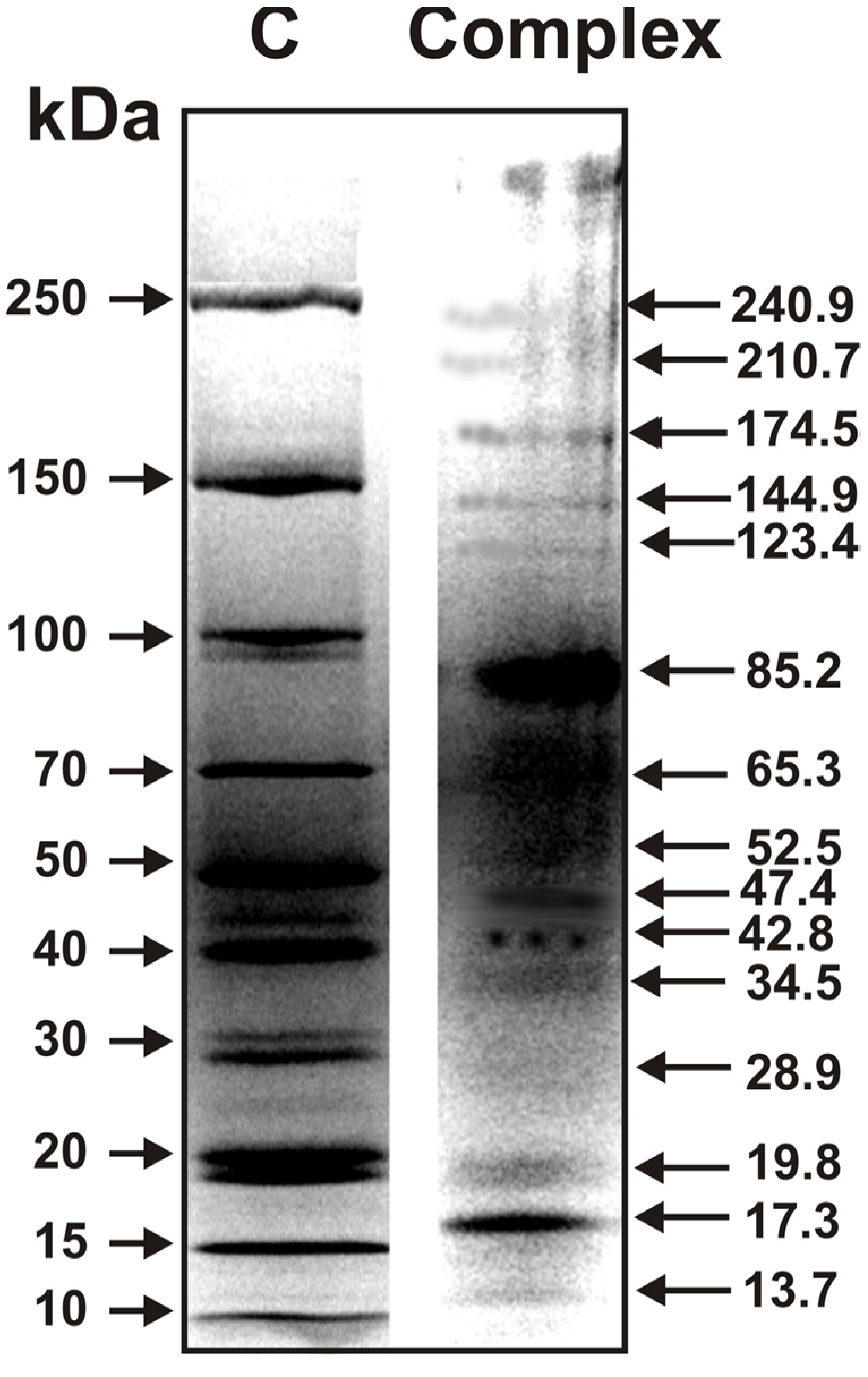 Molecules 26 05703 g003 Molecules 26 05703 g003