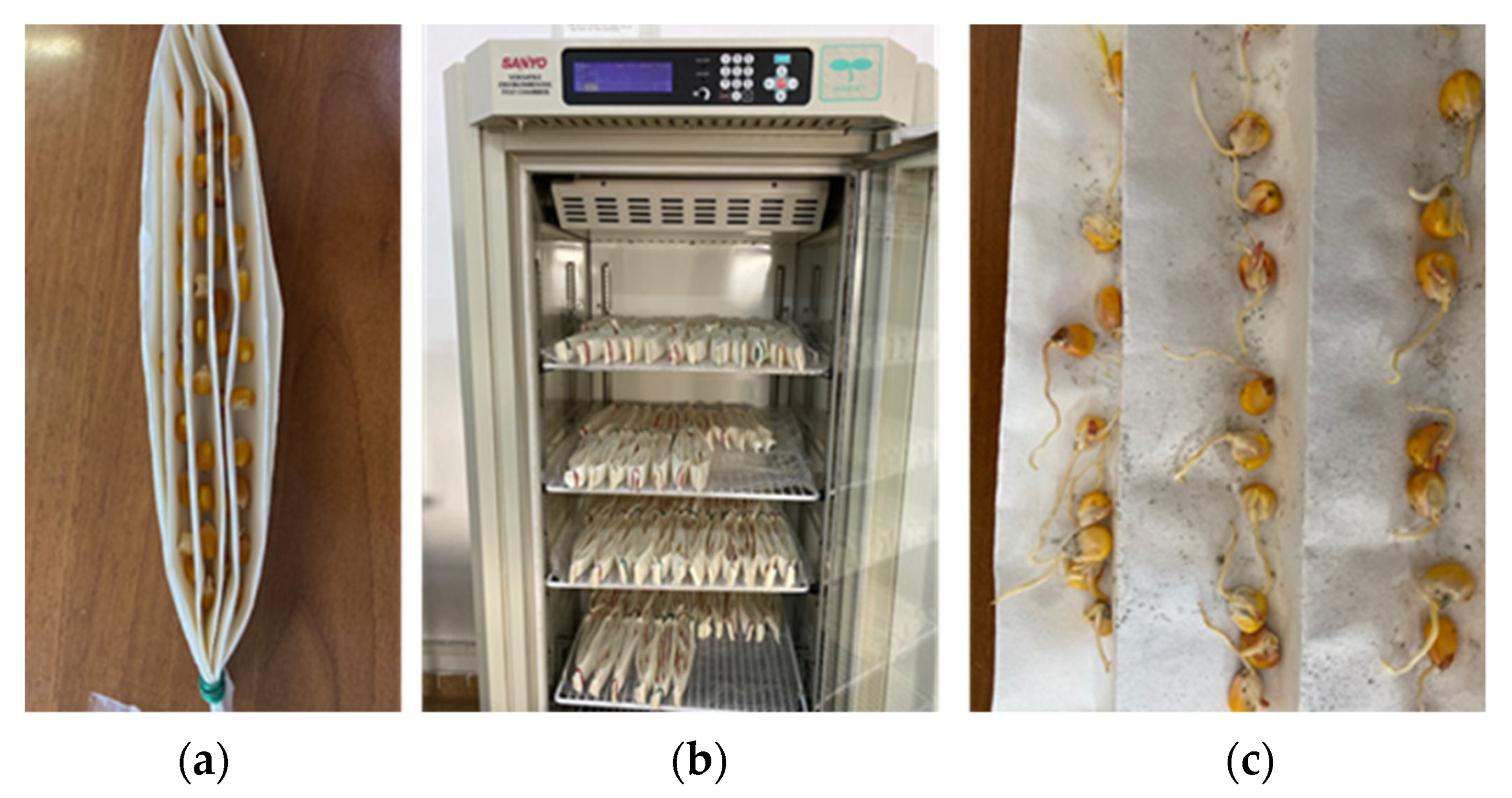 Molecules 26 05755 g013